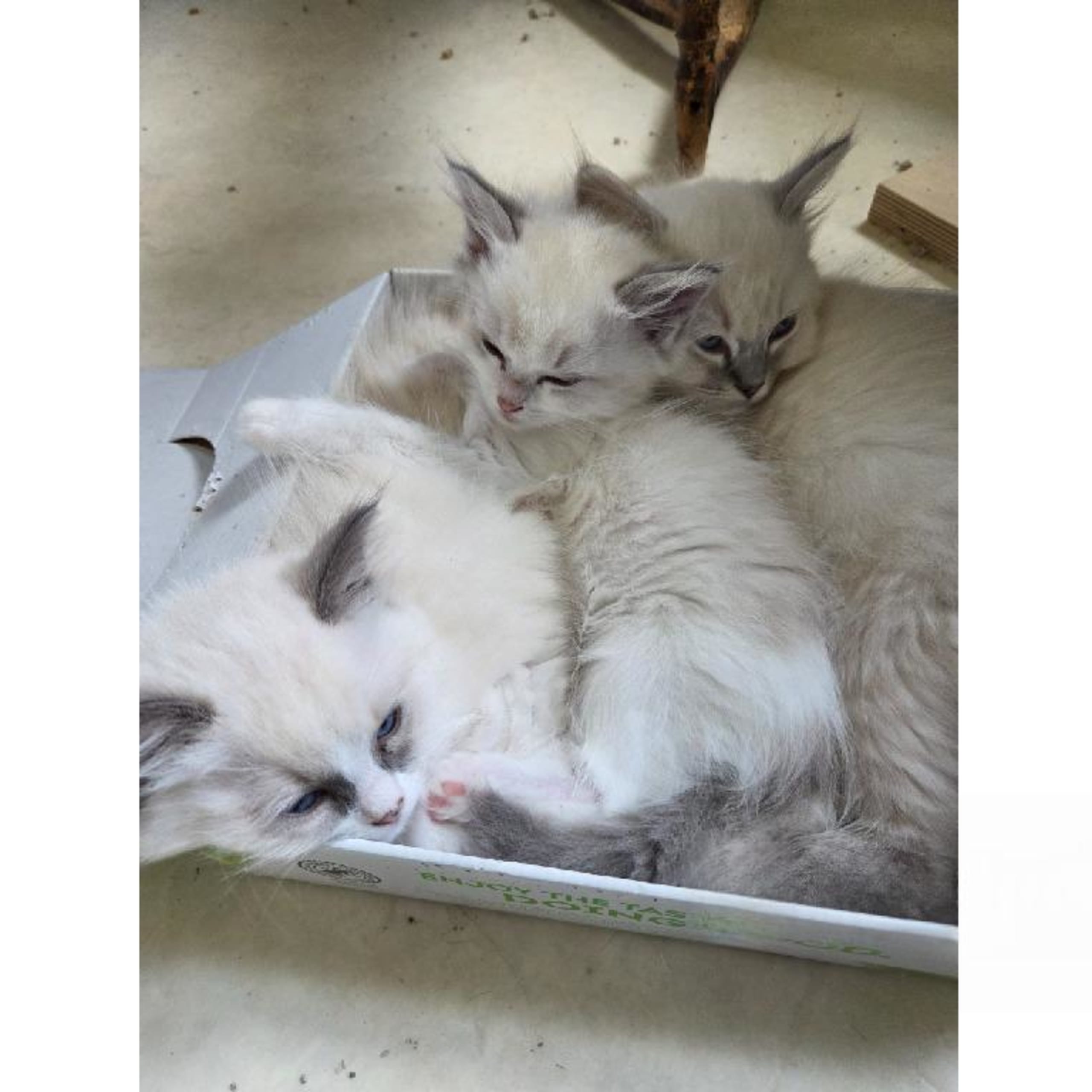 Ragdoll