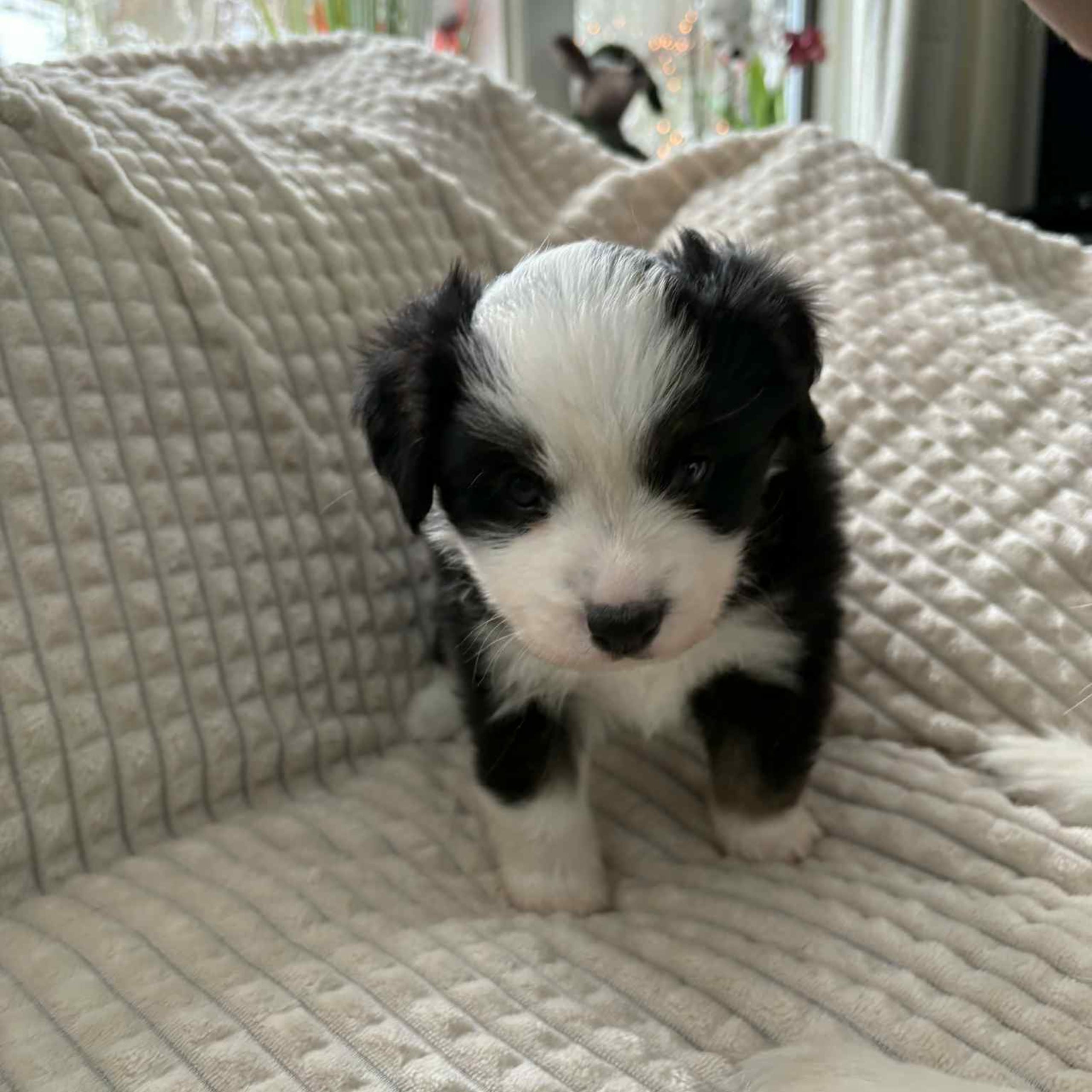 Miniature American Shepherd