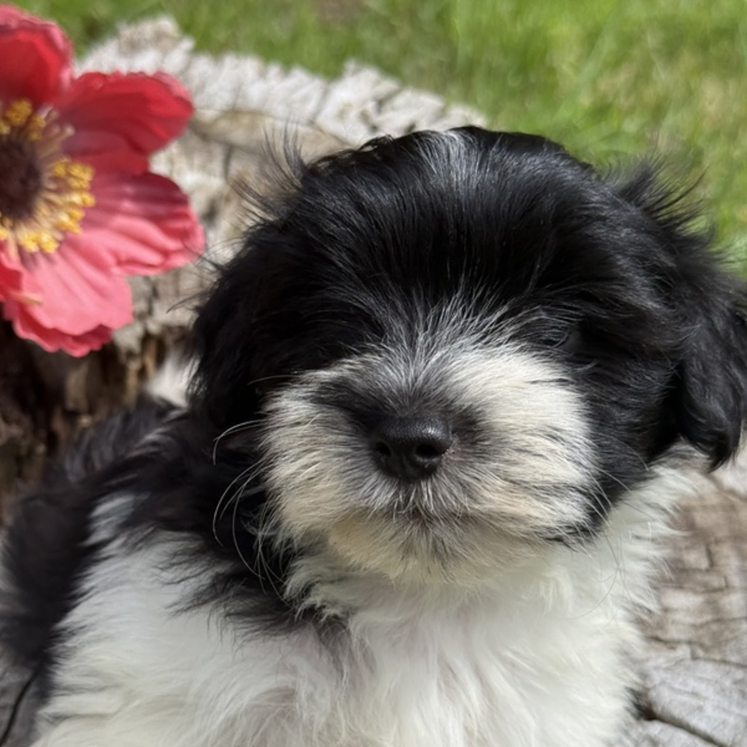 Bichon havanais