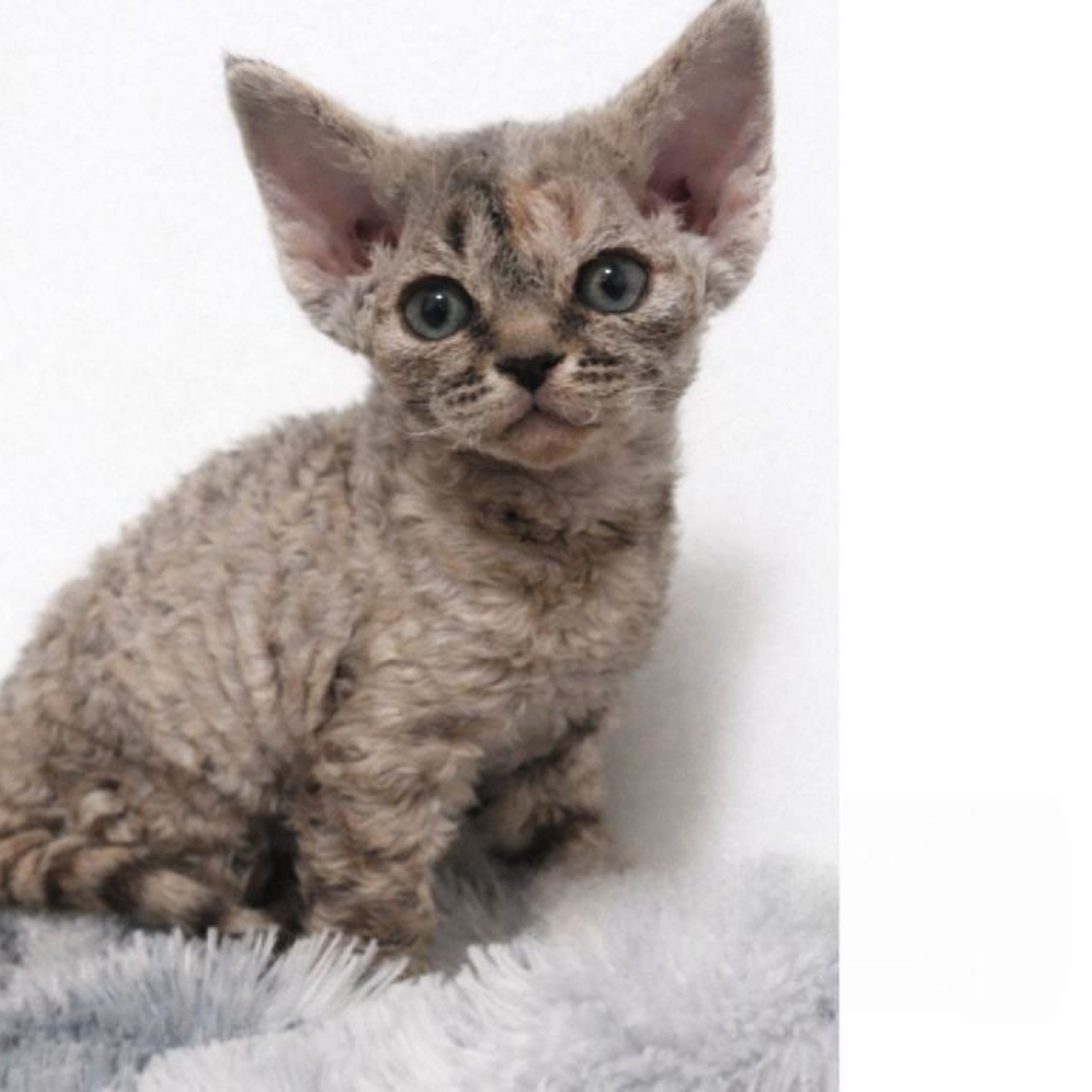 Devon Rex