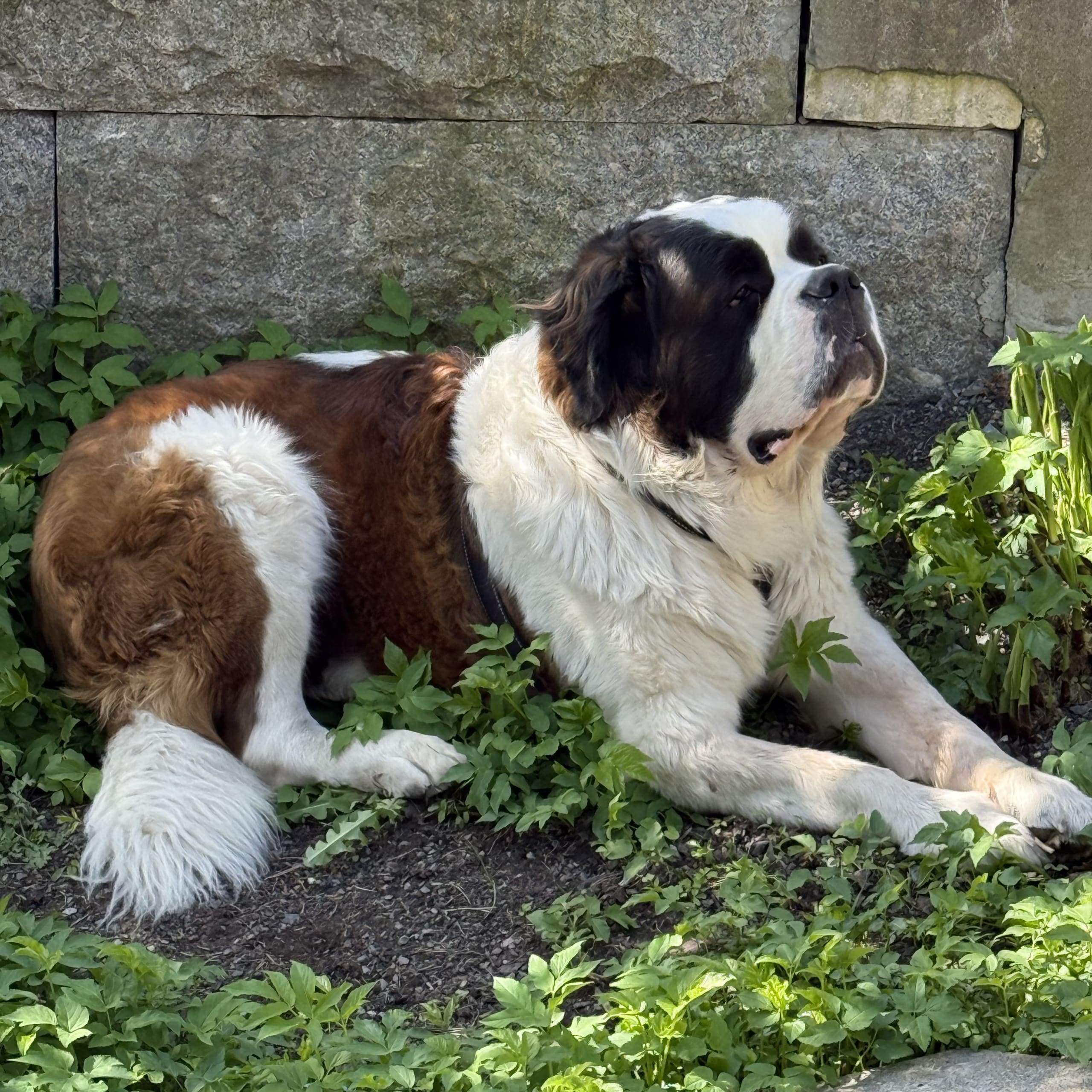 Sankt bernhardshund