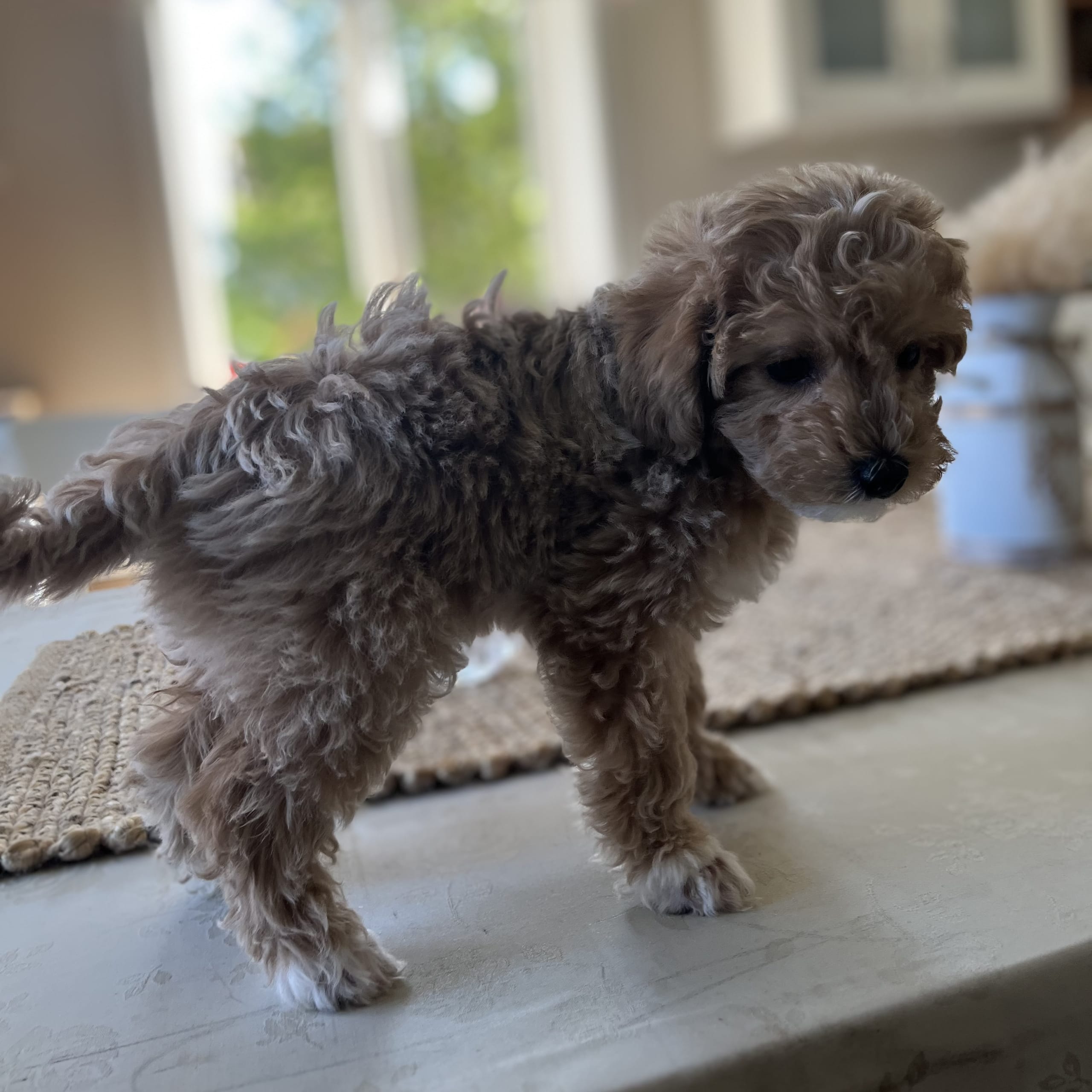 Maltipoo