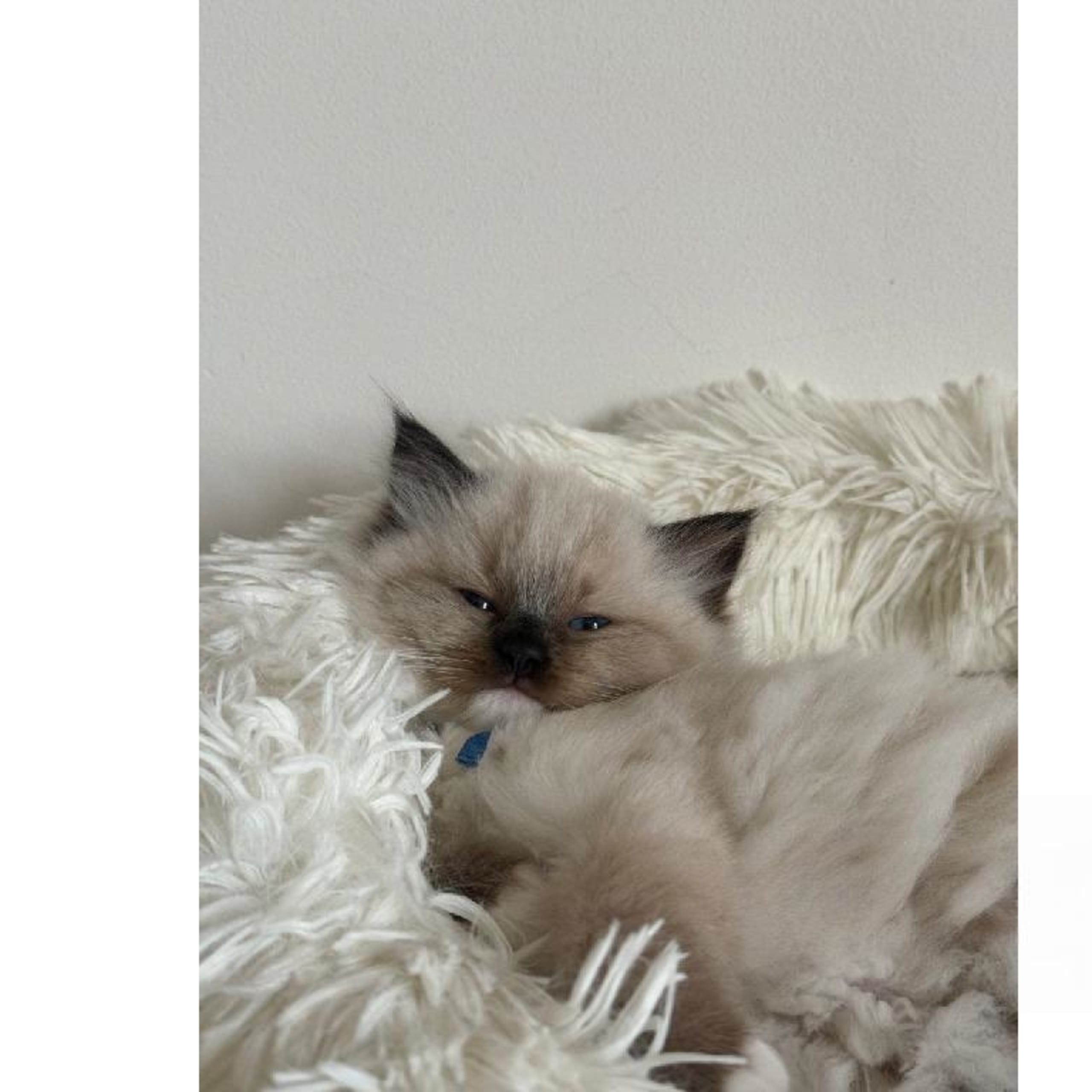 SE*Pillow Cats