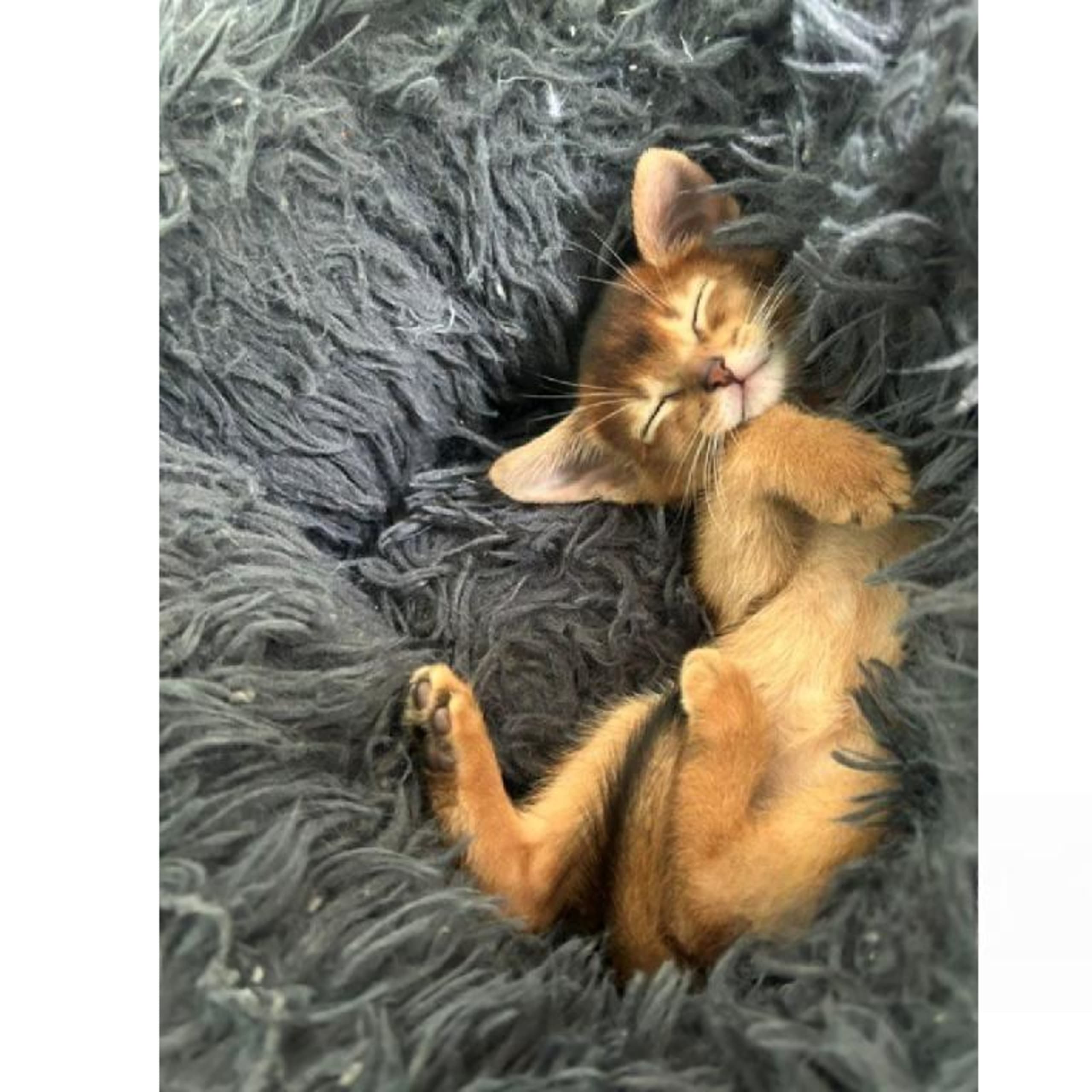 Abyssinier