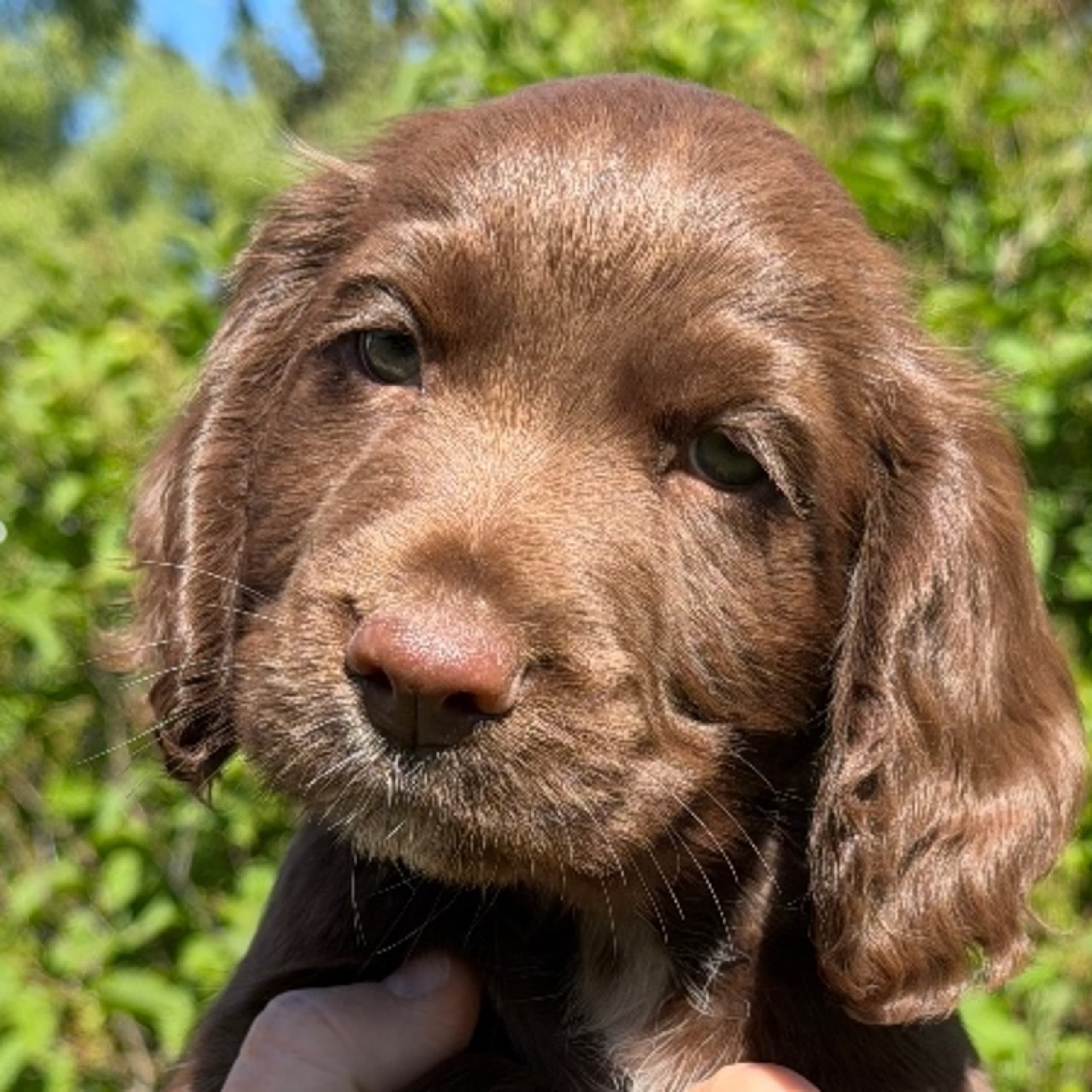 Cocker spaniel