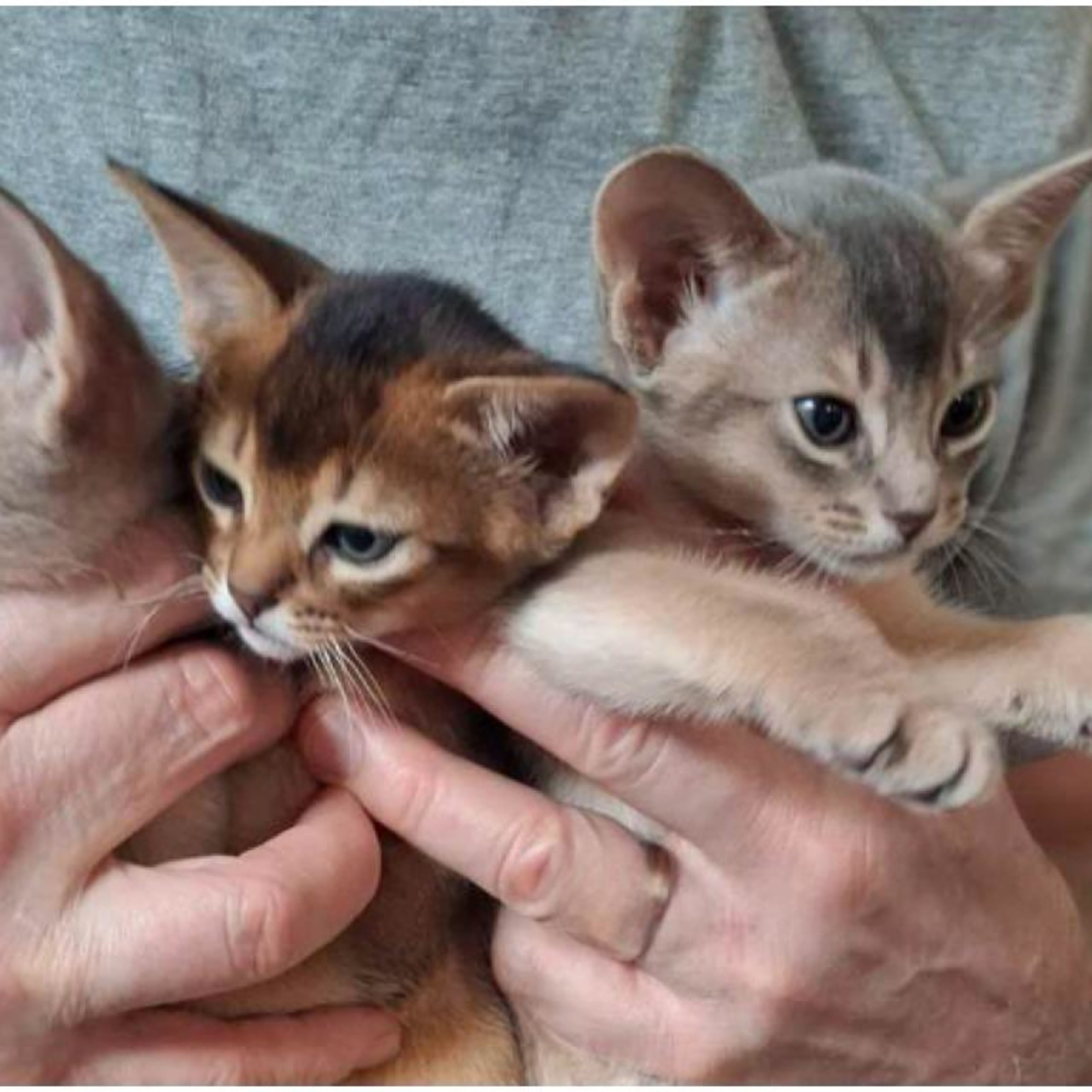 Abyssinier