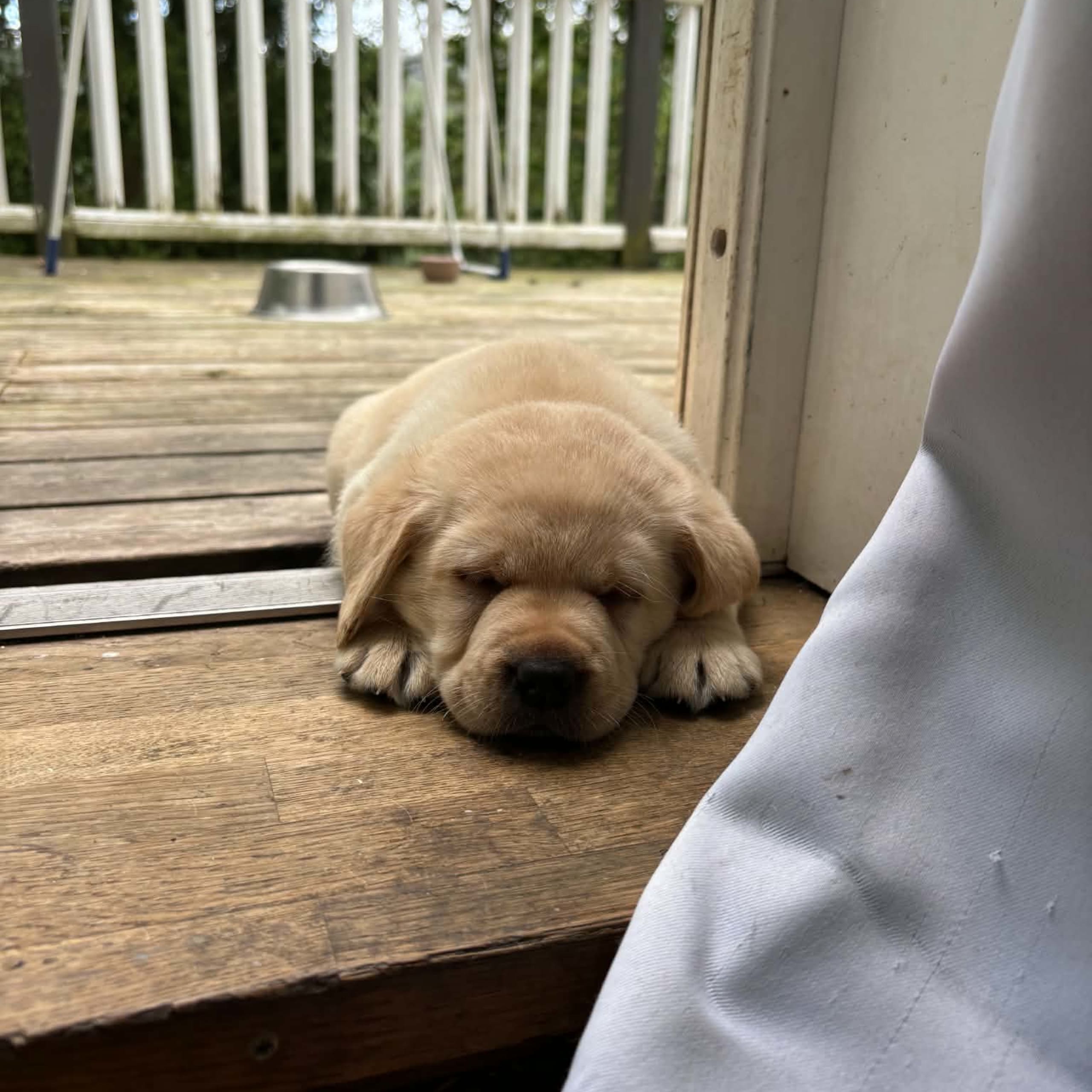 Labrador retriever