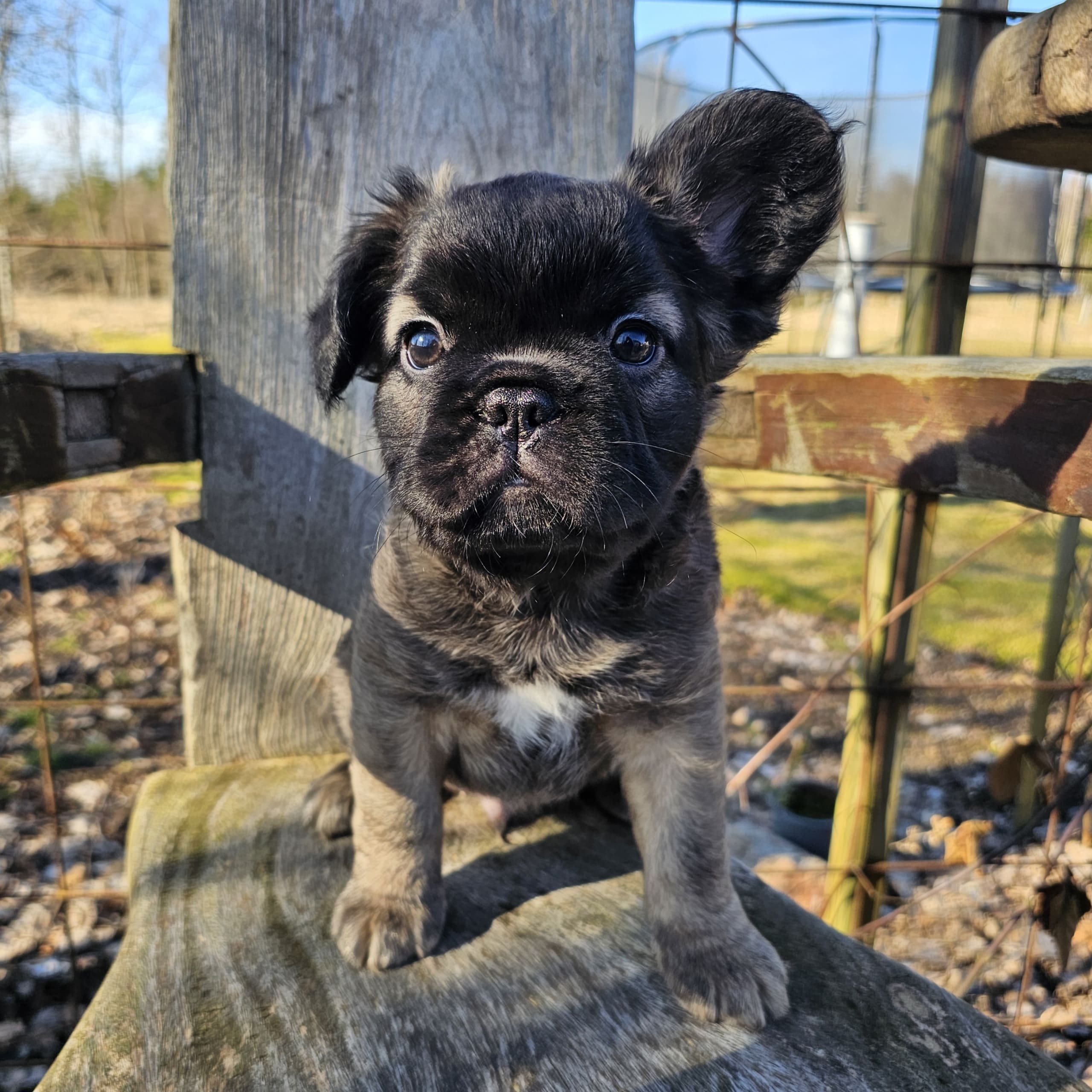 Fransk bulldogg