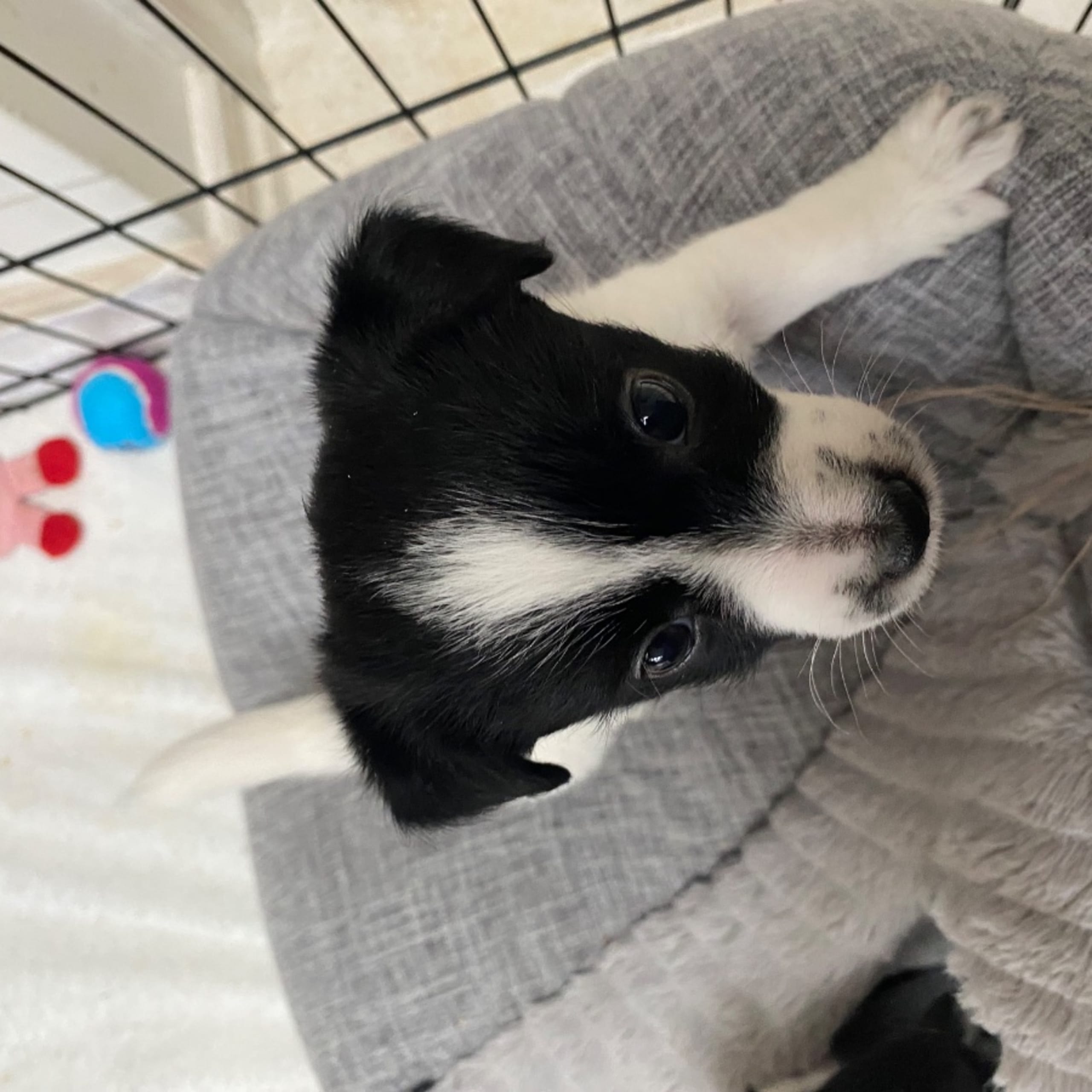 Jack russell terrier