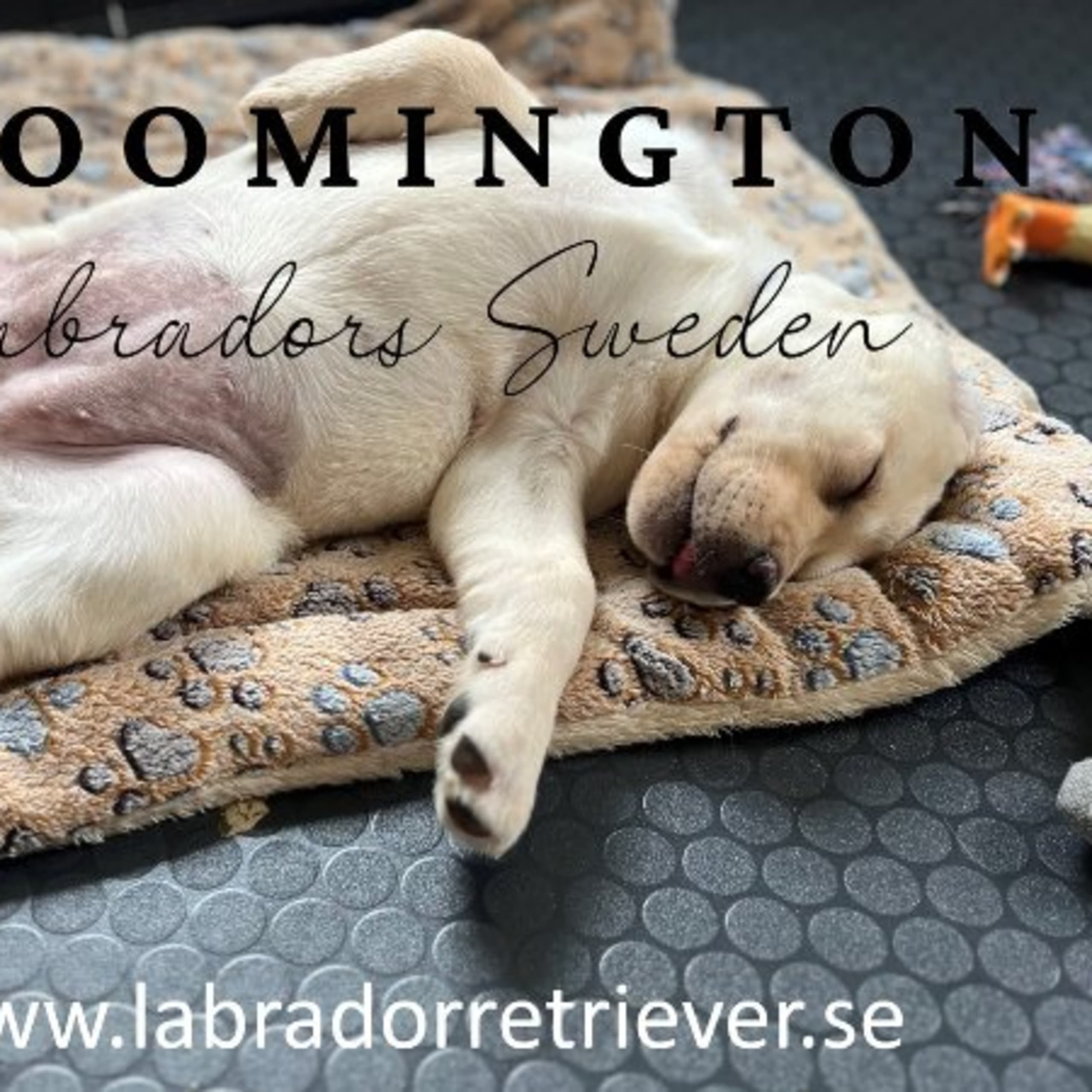 Labrador retriever