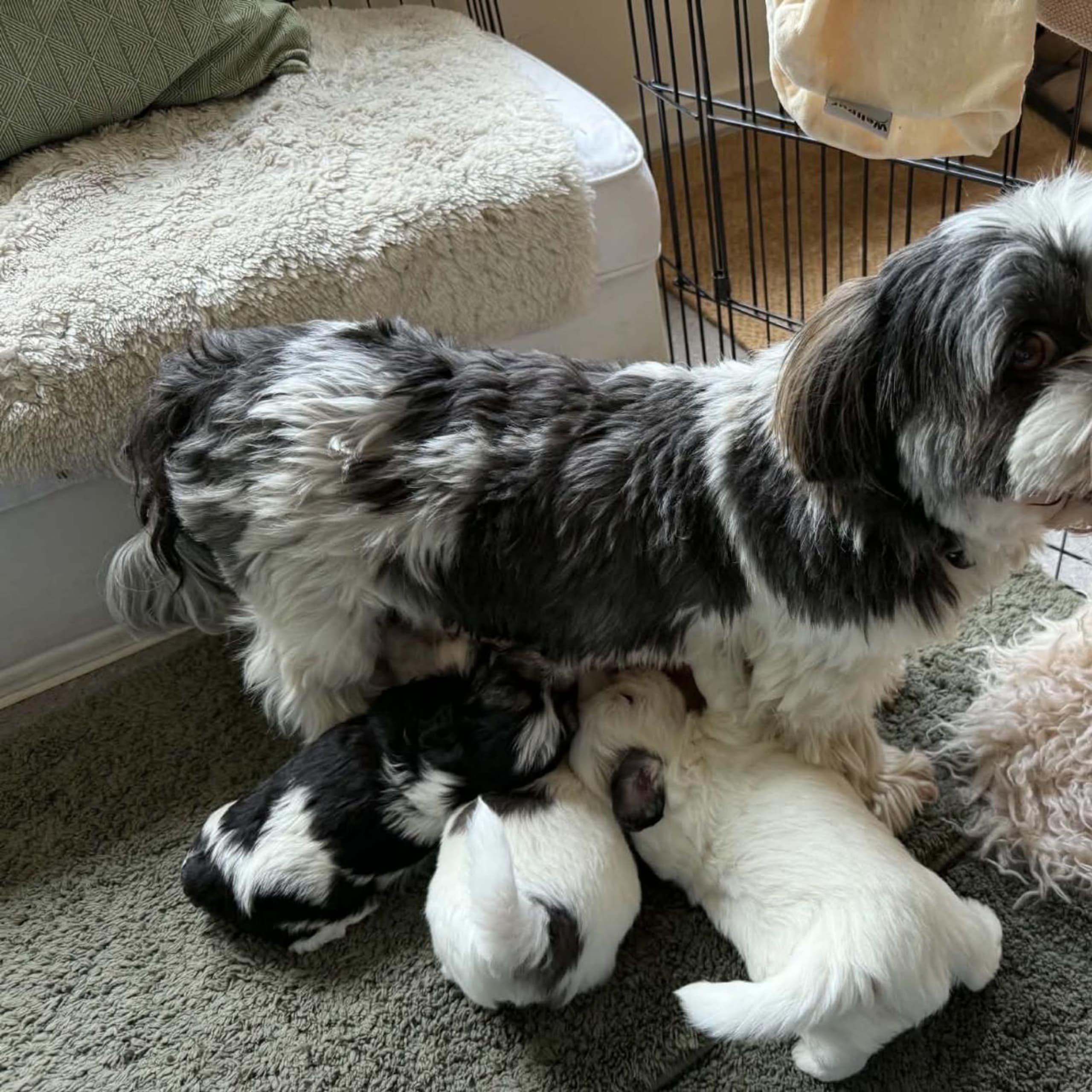 Mix - Maltese/Shih Tzu/Lhasa Apso