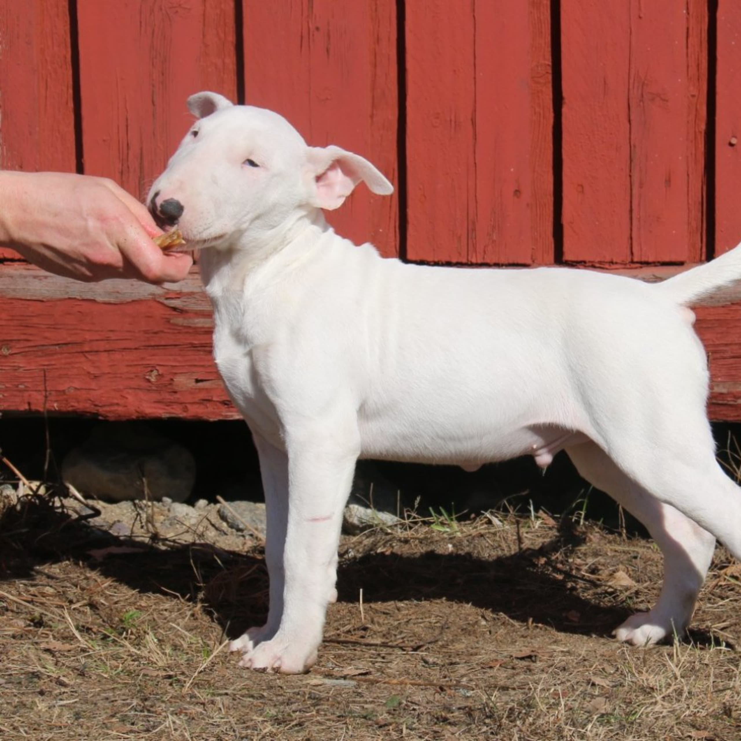 Bullterrier