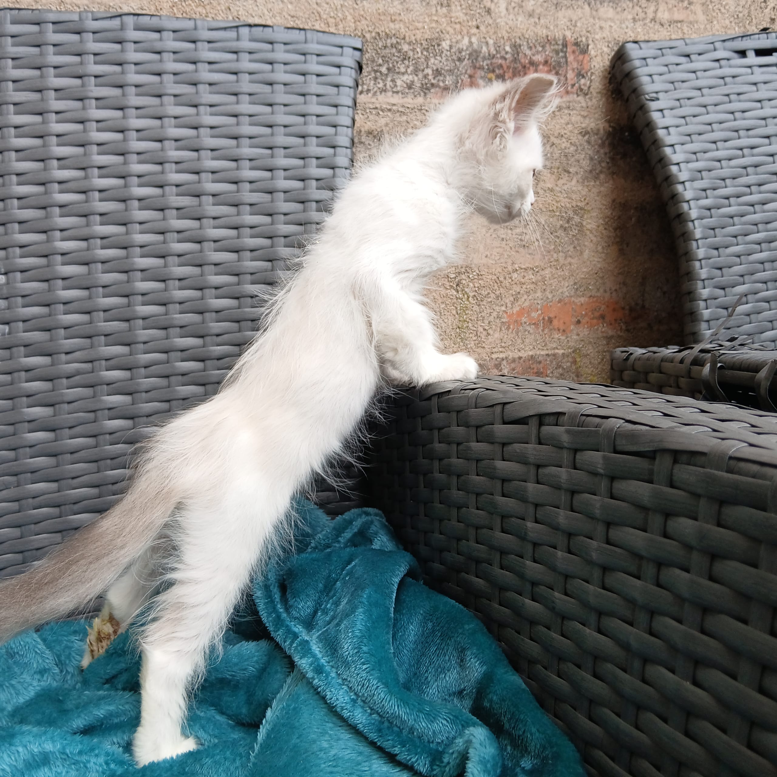 Ragdoll