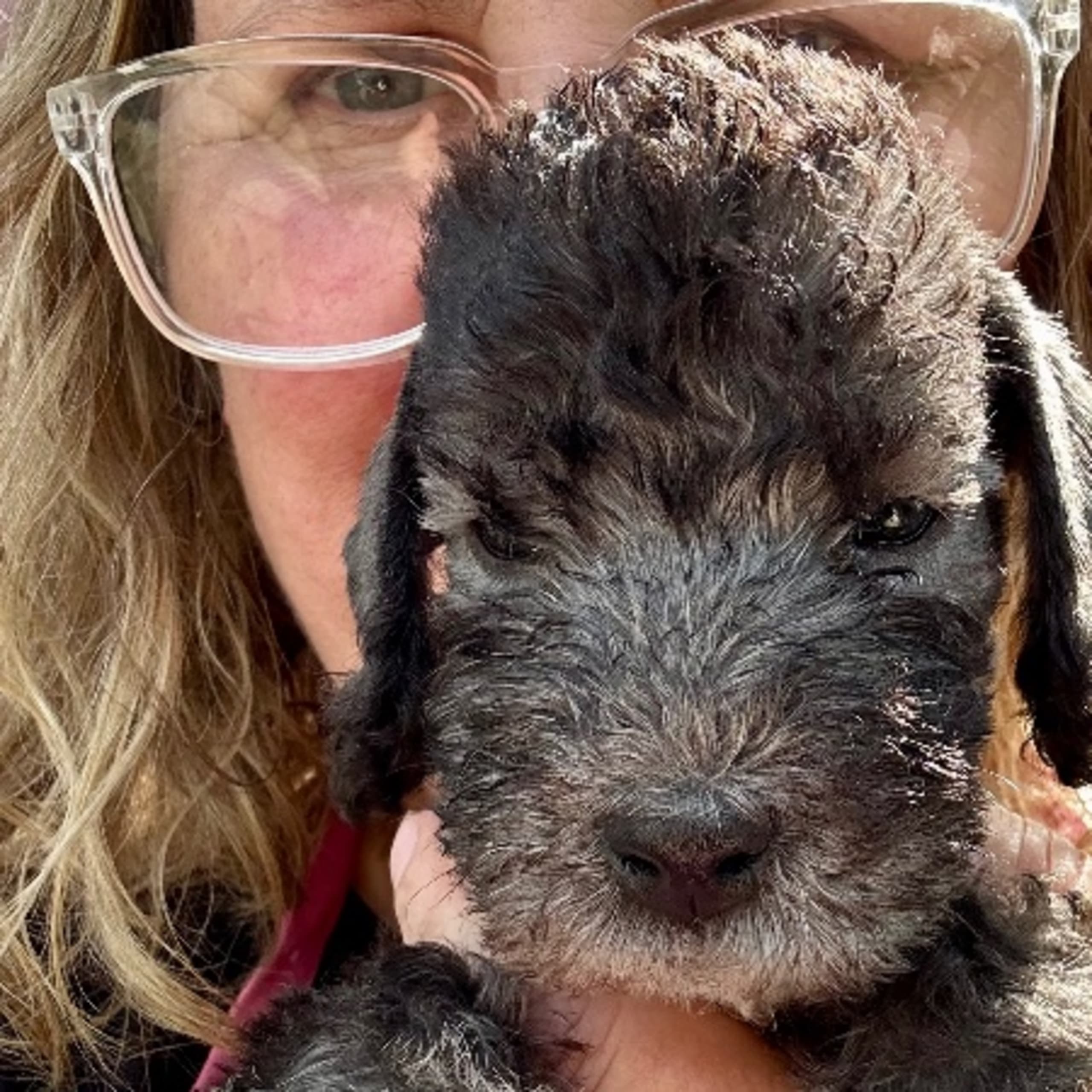 Bedlingtonterrier