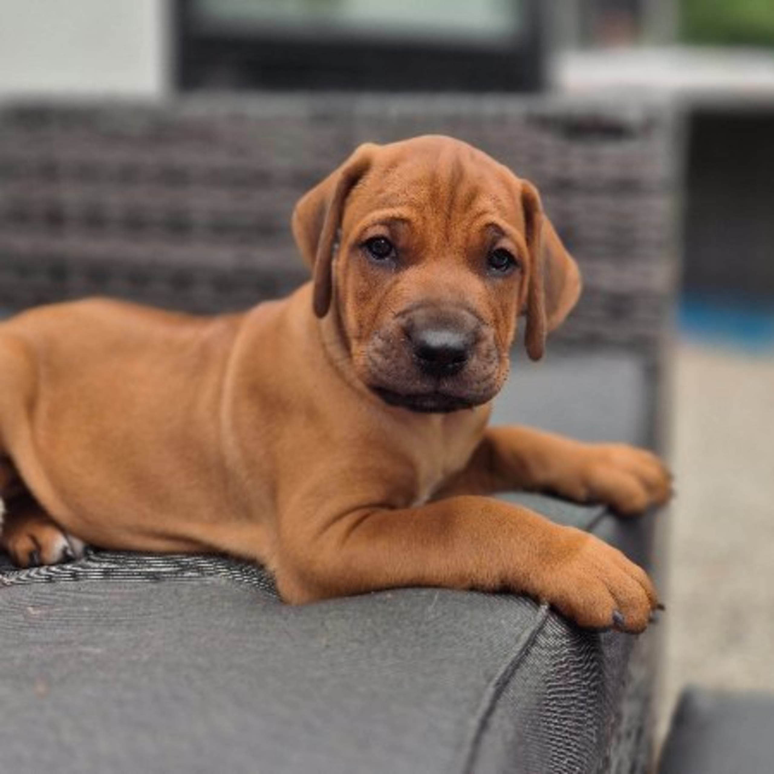 Rhodesian ridgeback