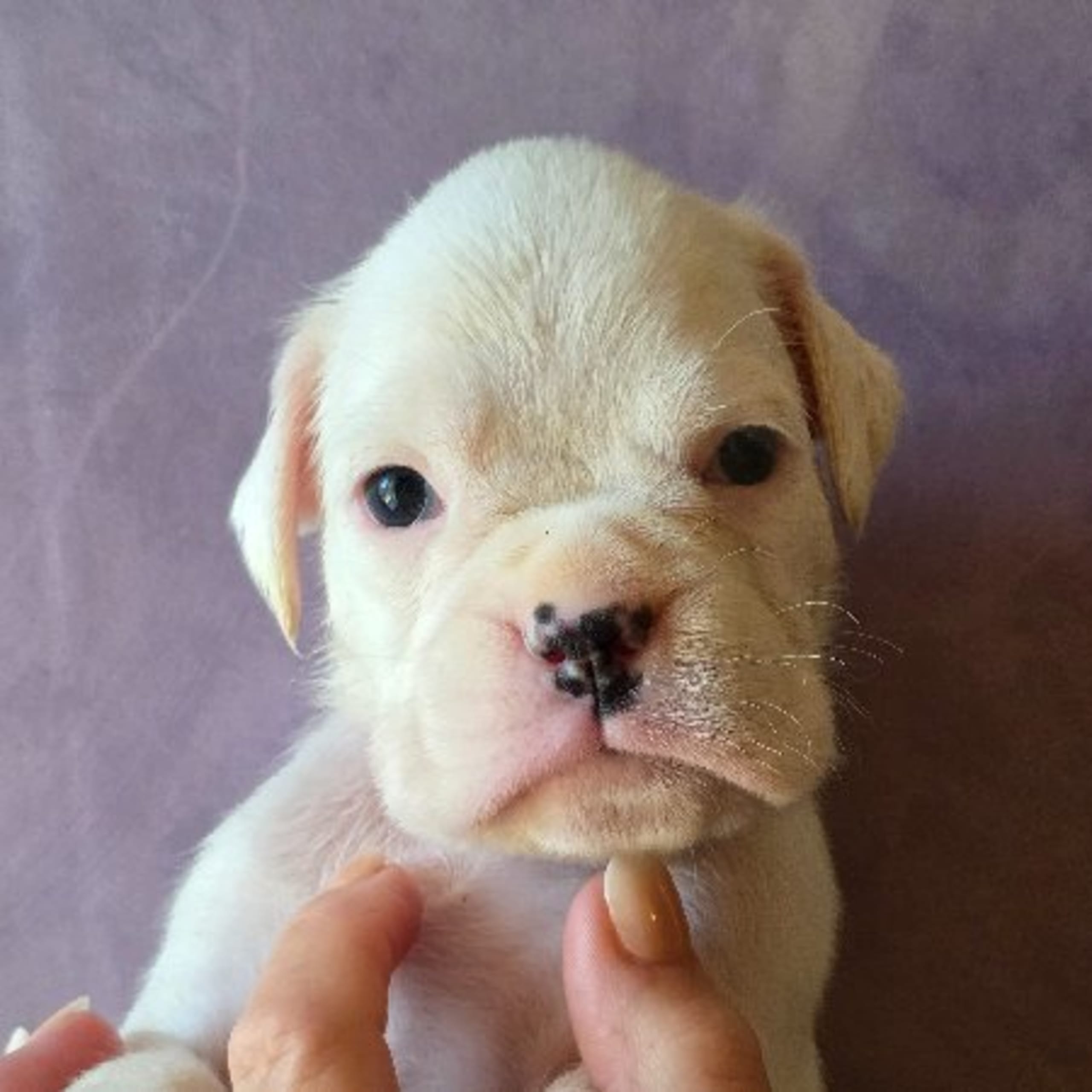 Boxer