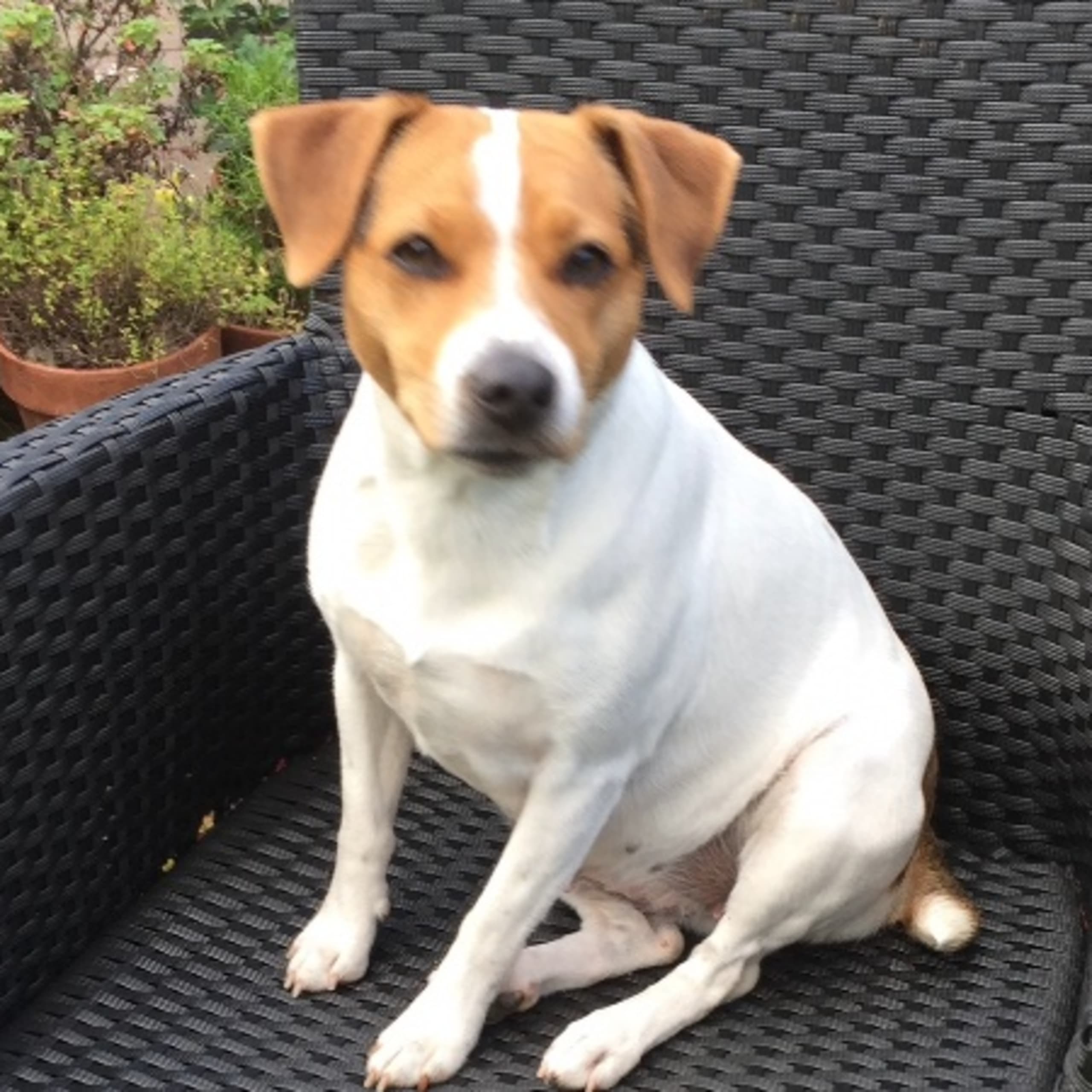 Dansk-svensk gårdshund