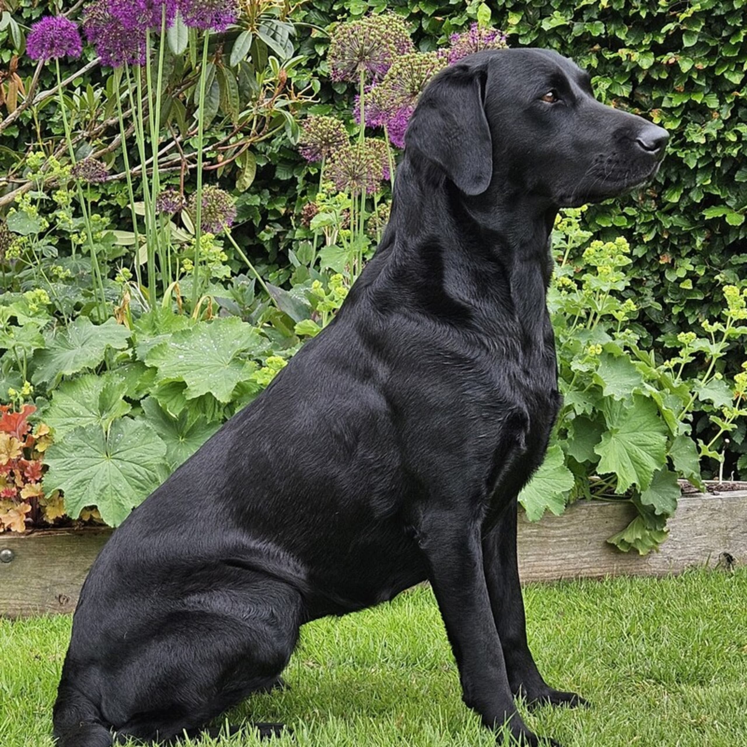 Lindholm Gundogs