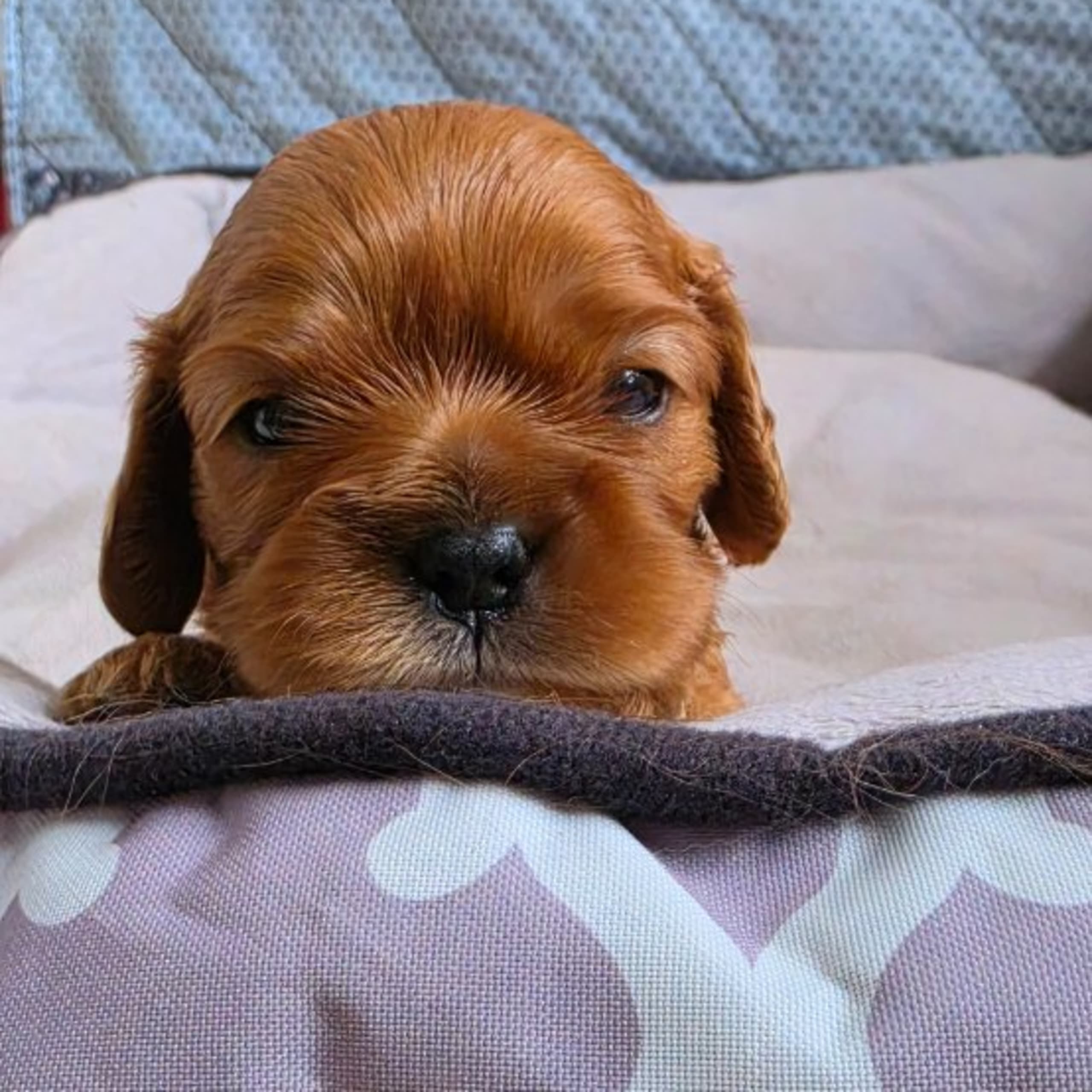 Cavalier king charles spaniel