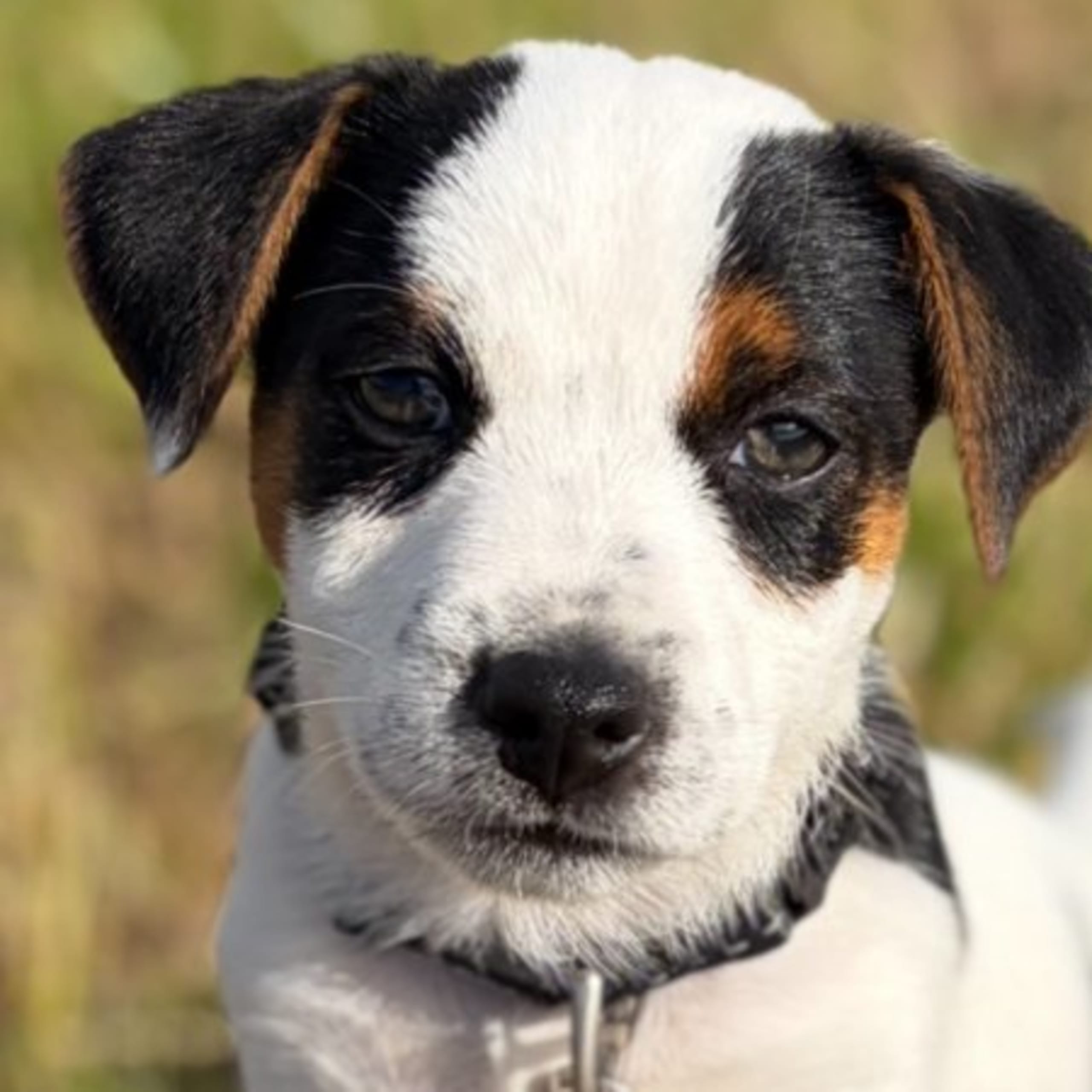 Jack russell terrier