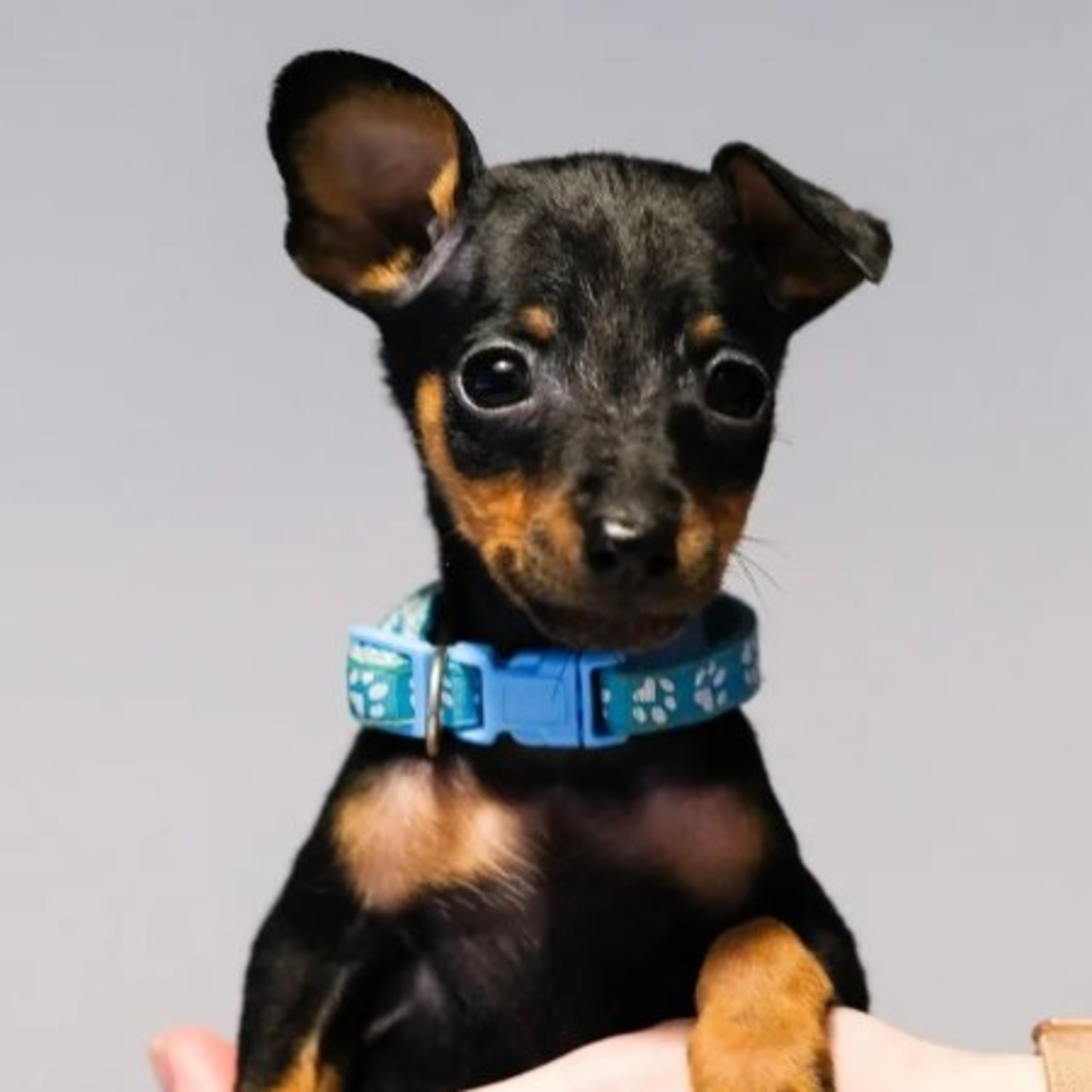 Dvärgpinscher