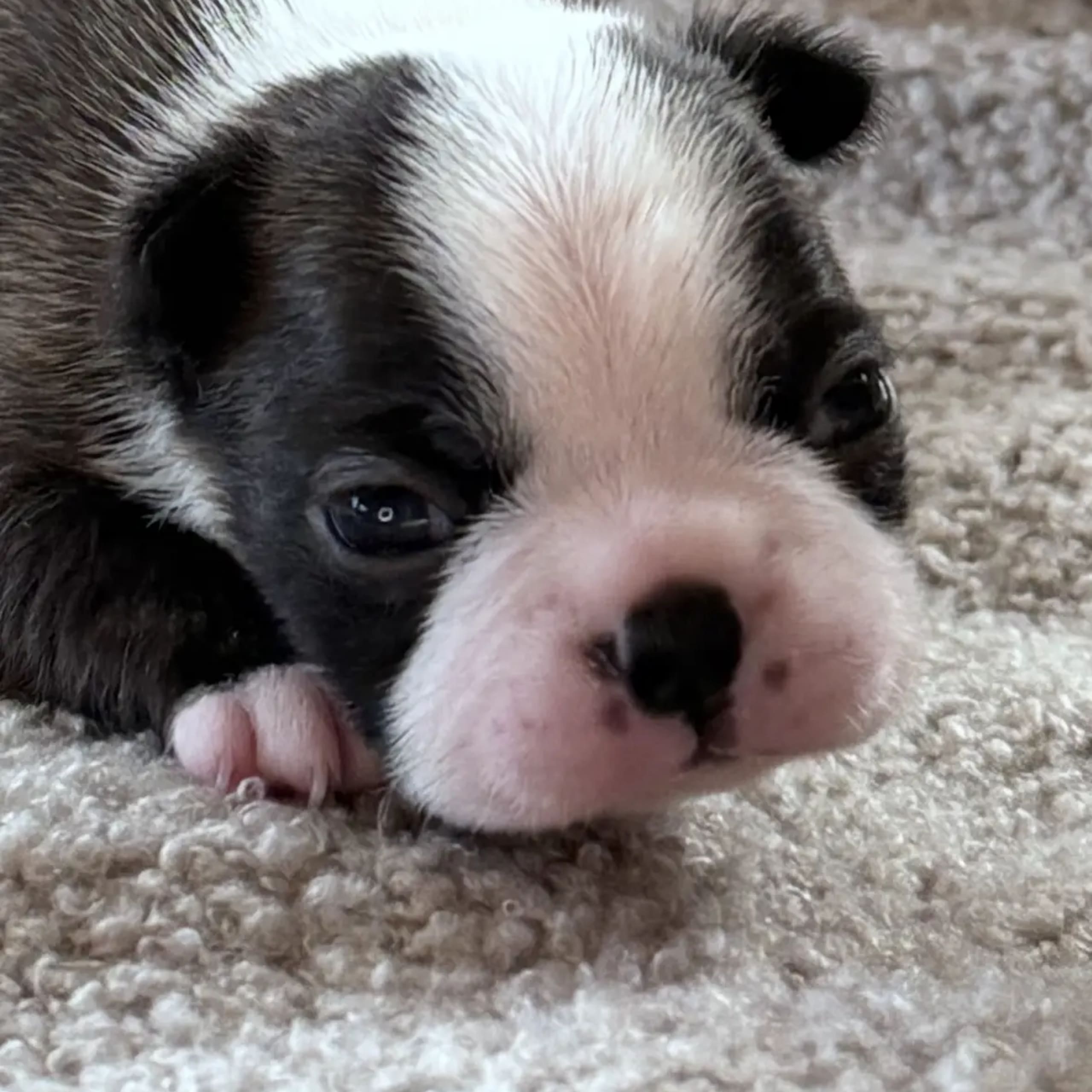 Bostonterrier