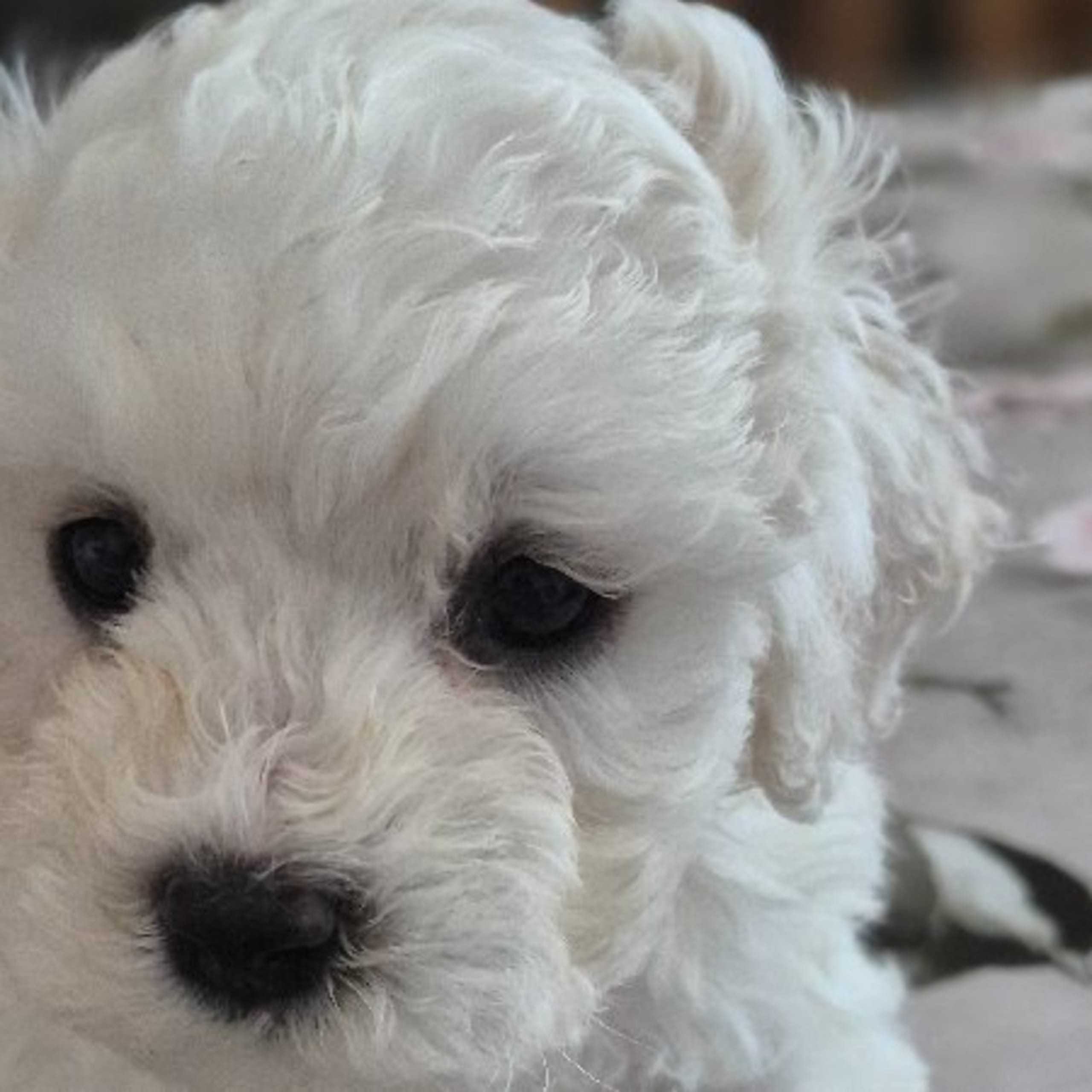 Bichon frisé