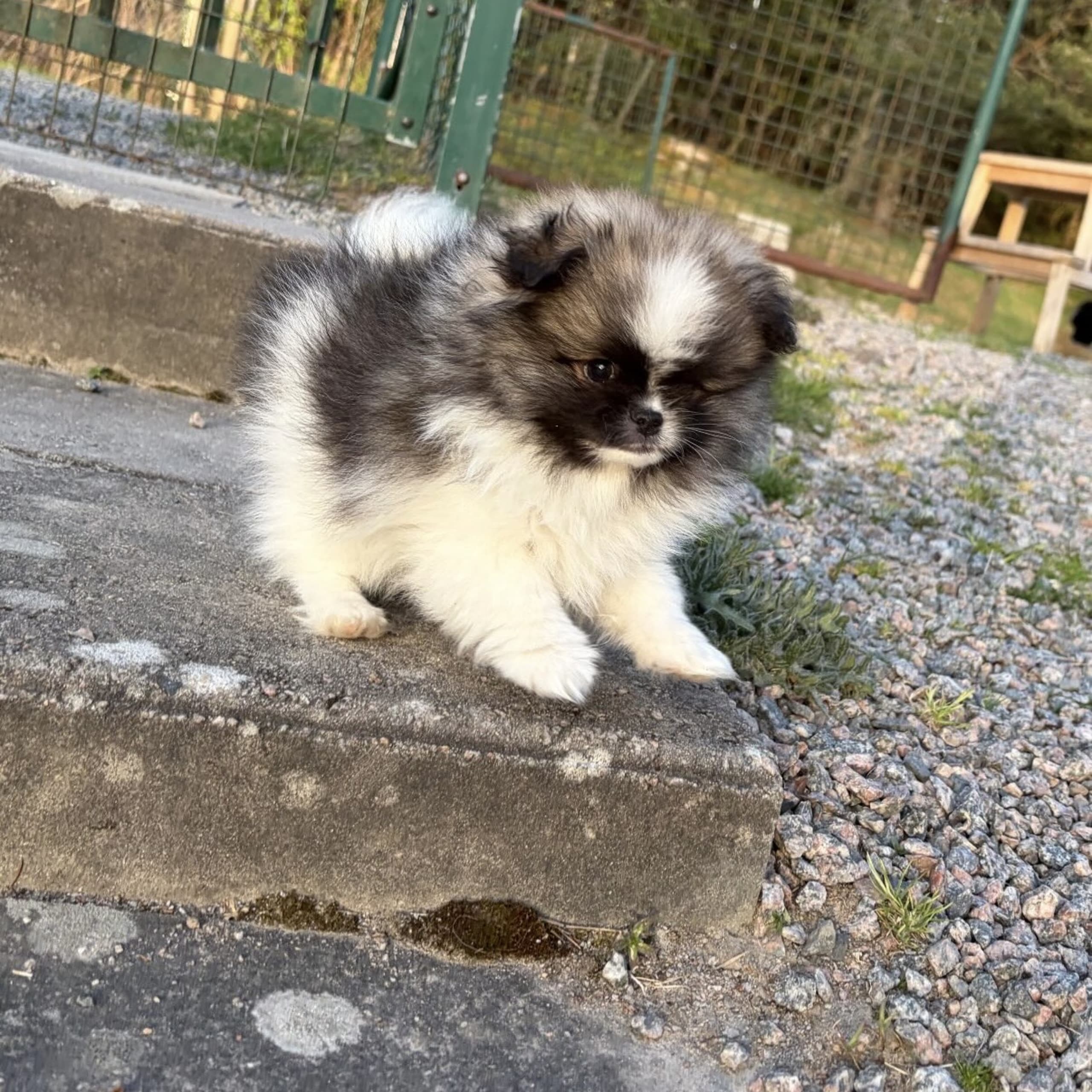 Pomeranian