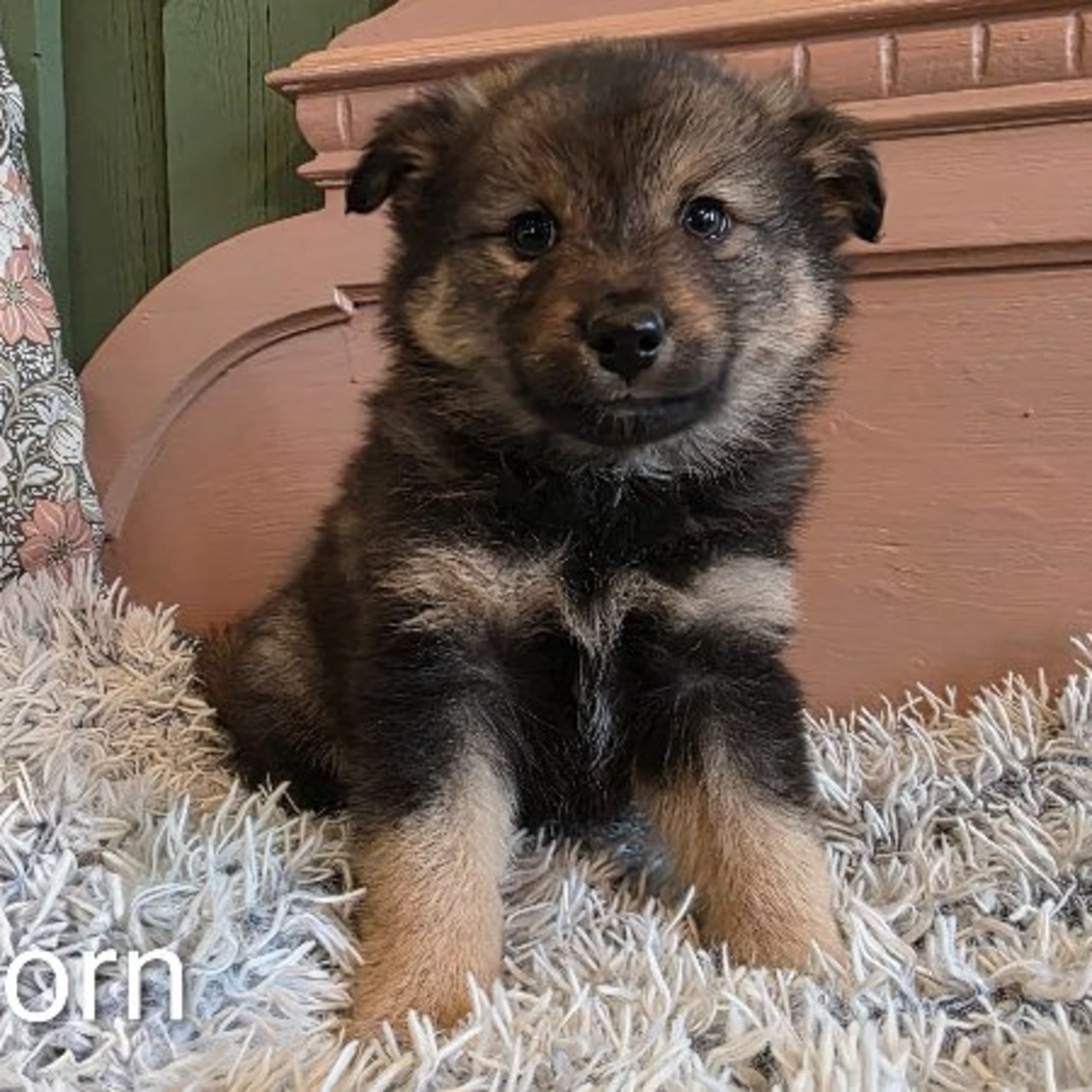 Finsk lapphund