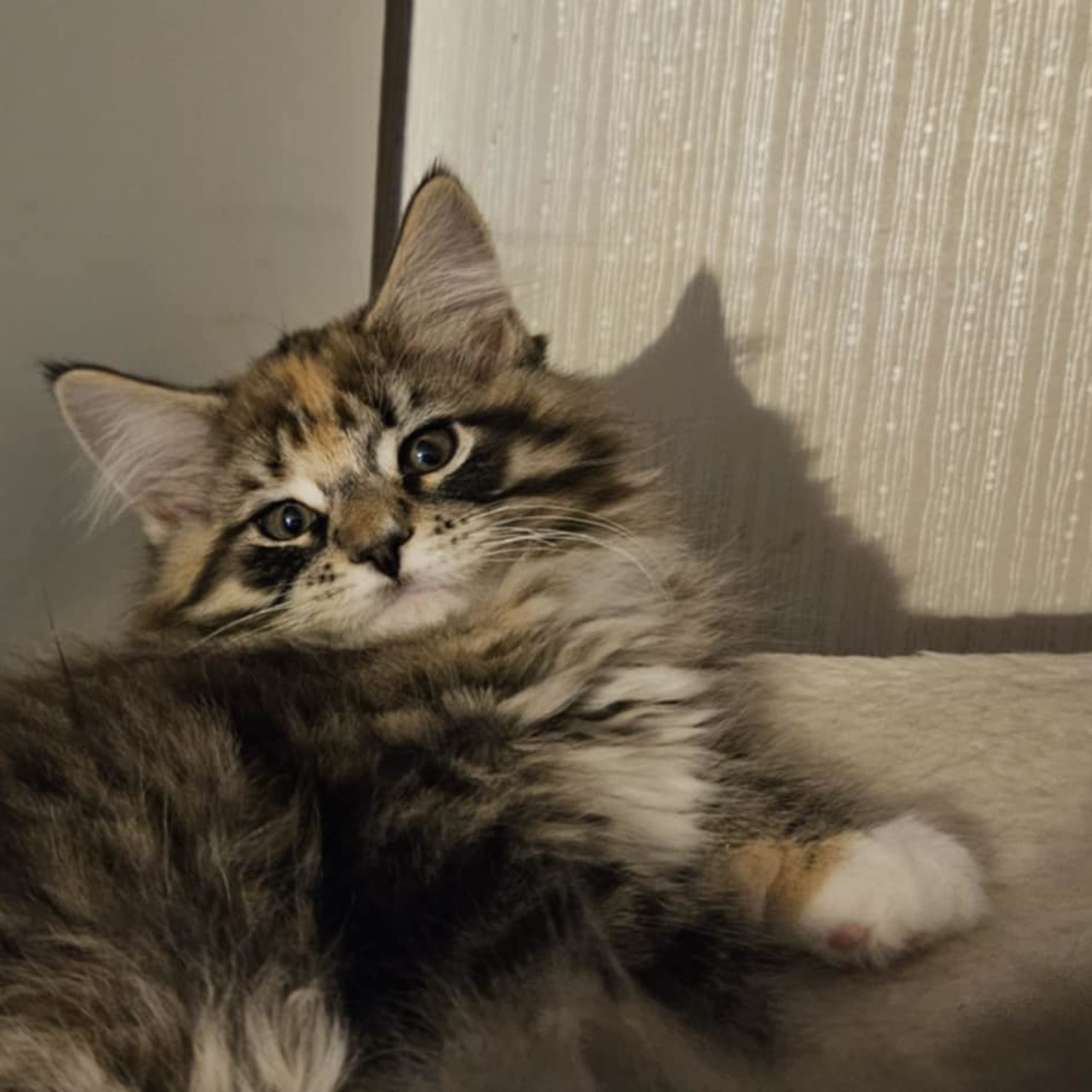 Biscaya BigPawz