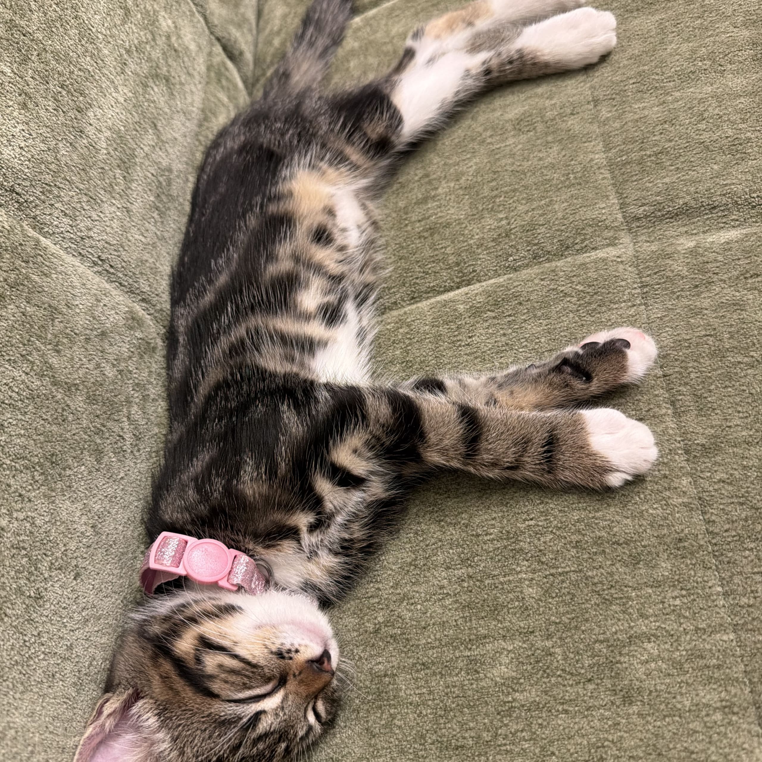 Norsk skogkatt