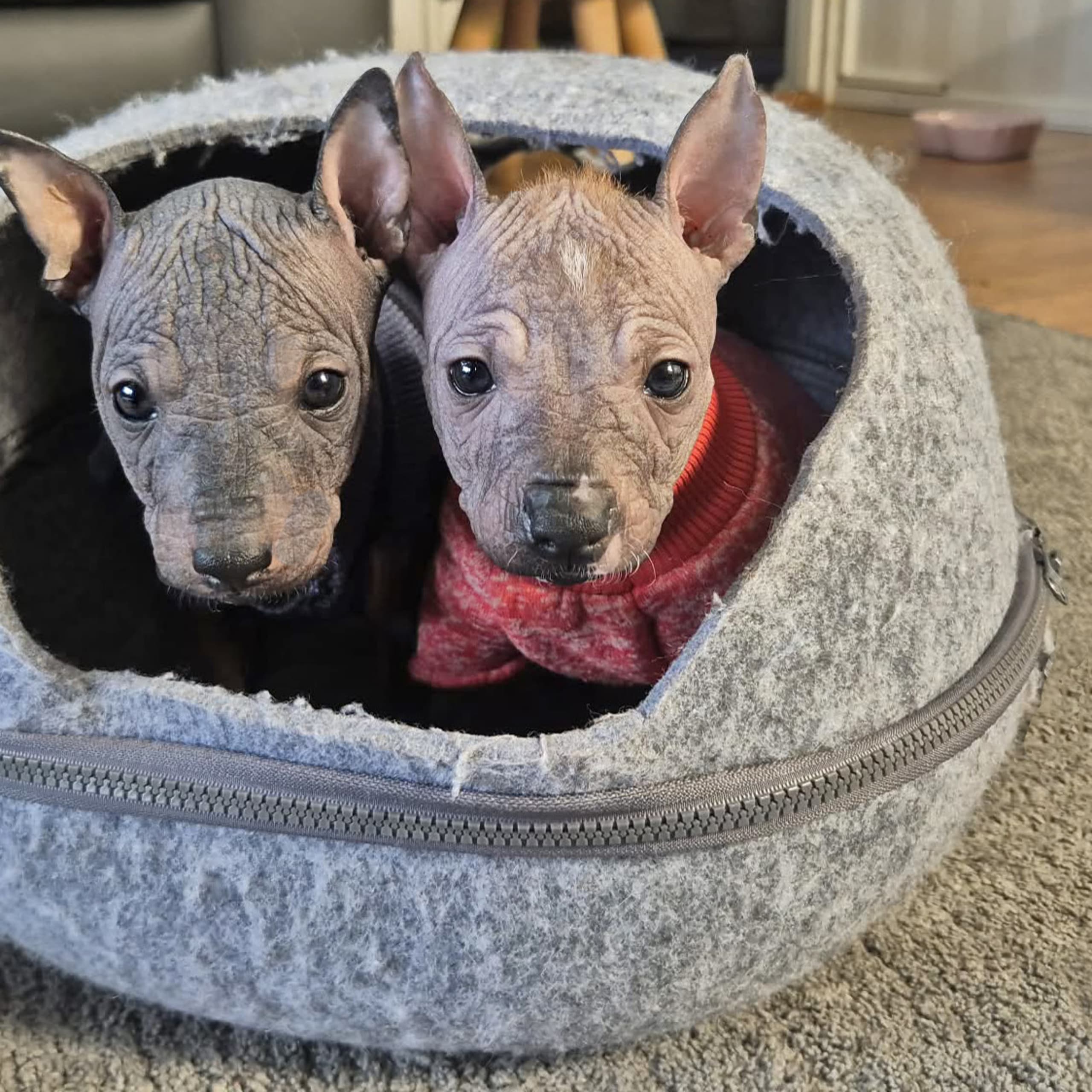 Xoloitzcuintle