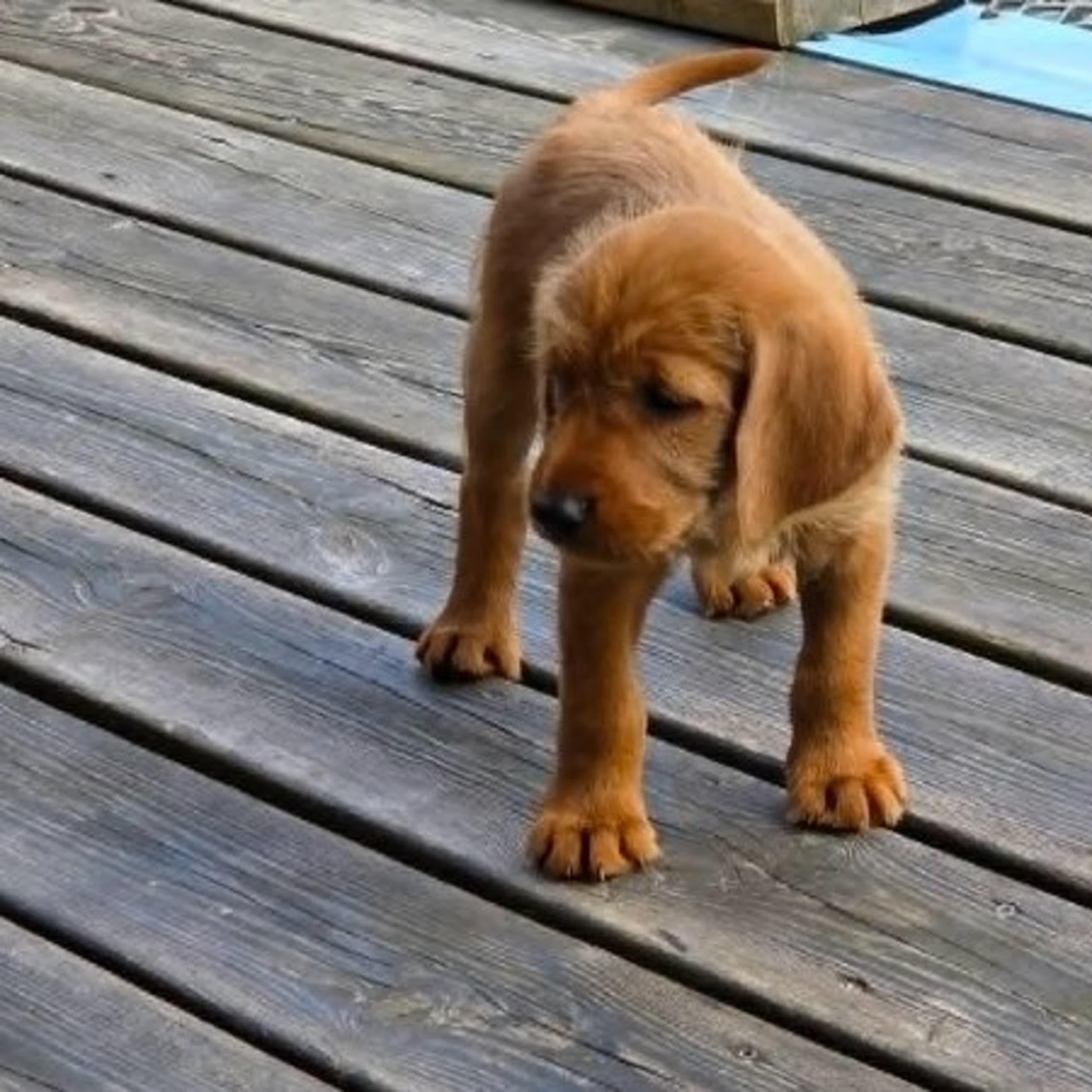 Griffon fauve de bretagne