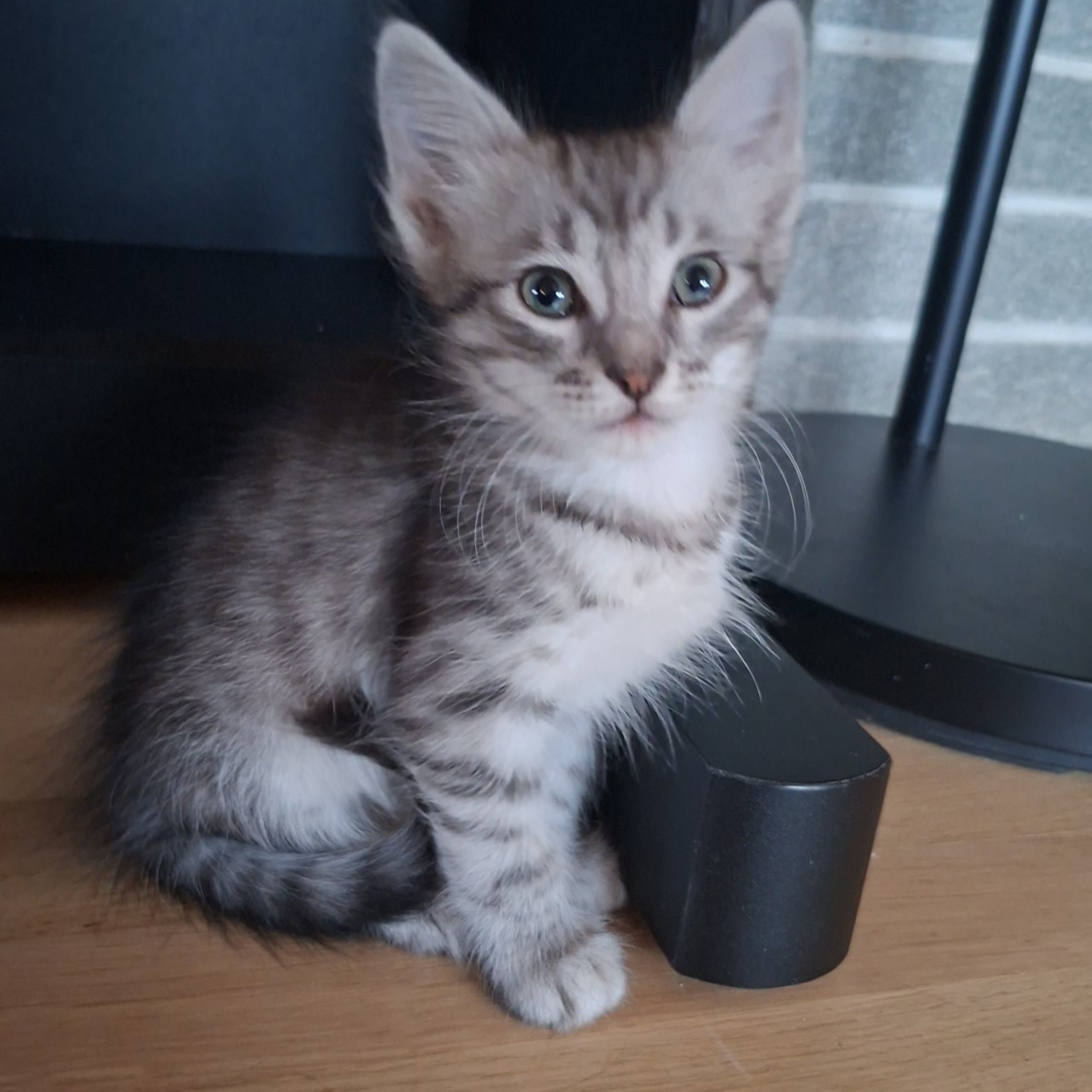 Tyrkisk Angora