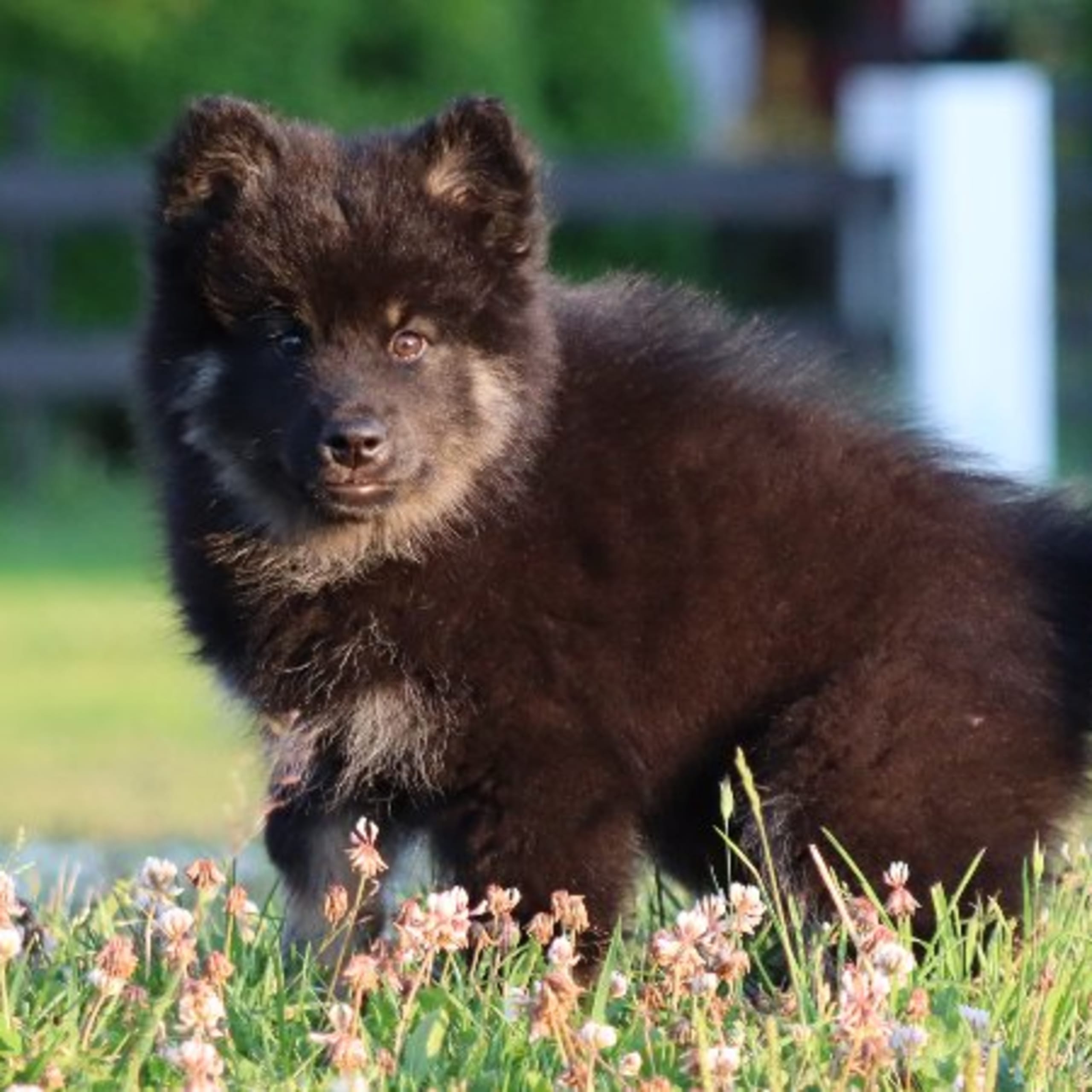 Finsk lapphund