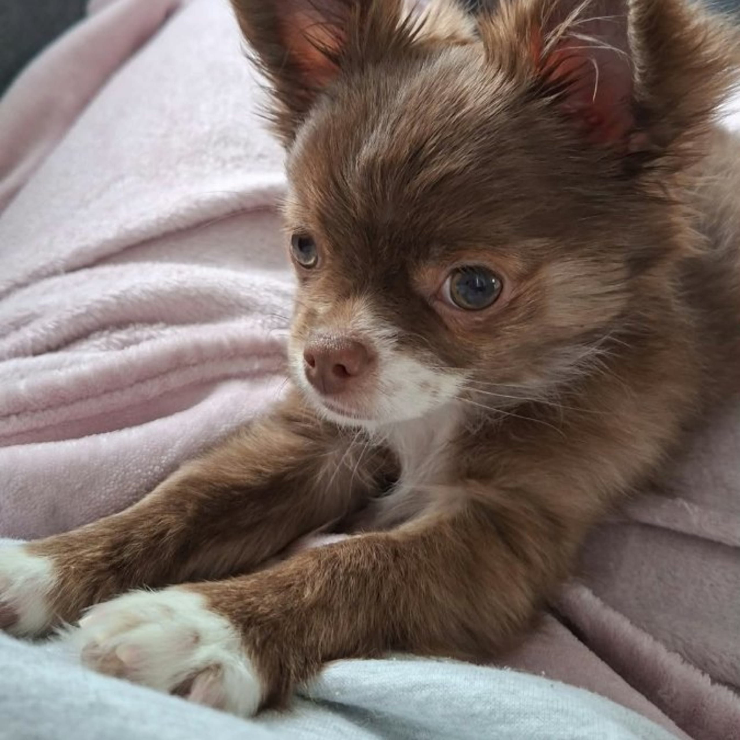 Chihuahua