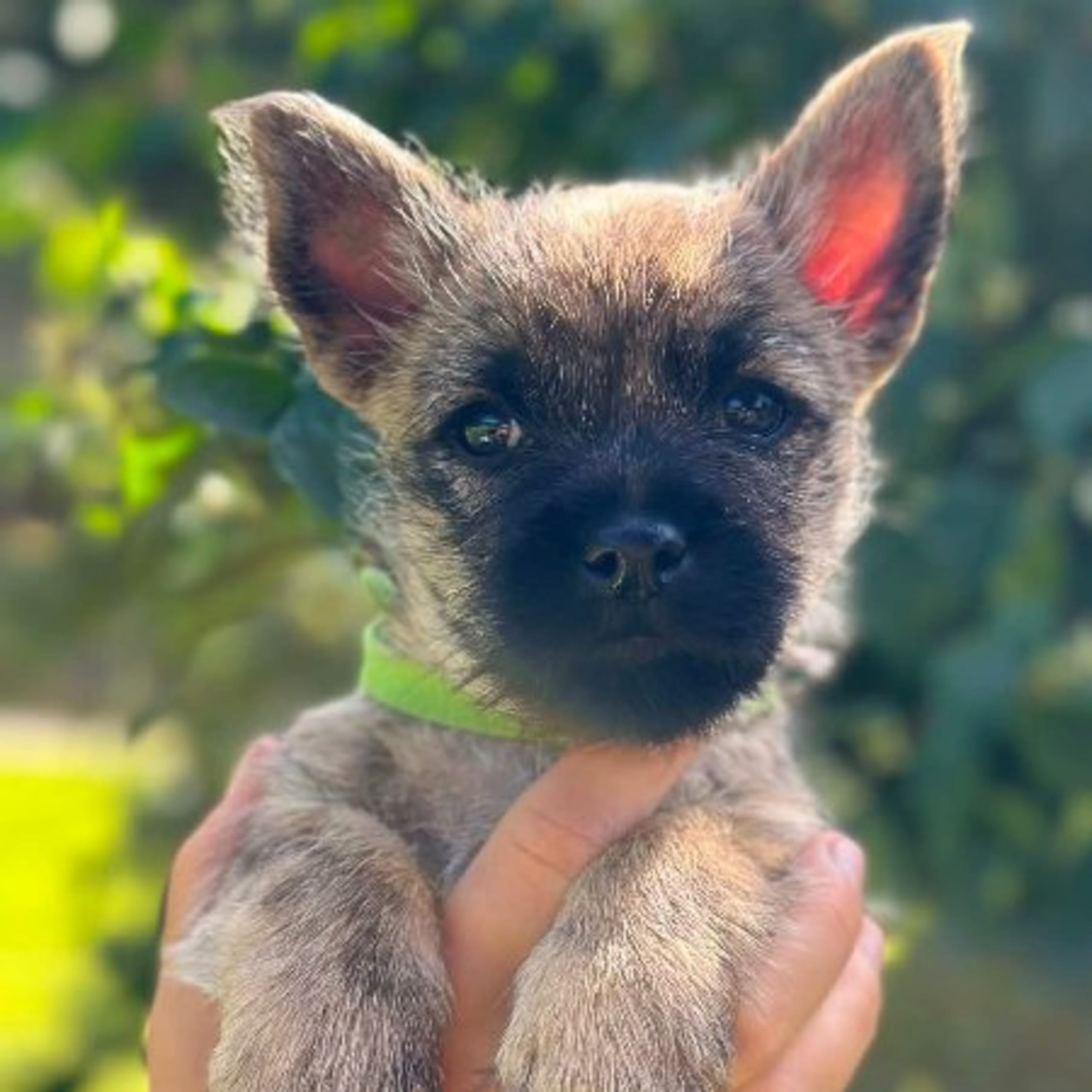 Cairn Terrier