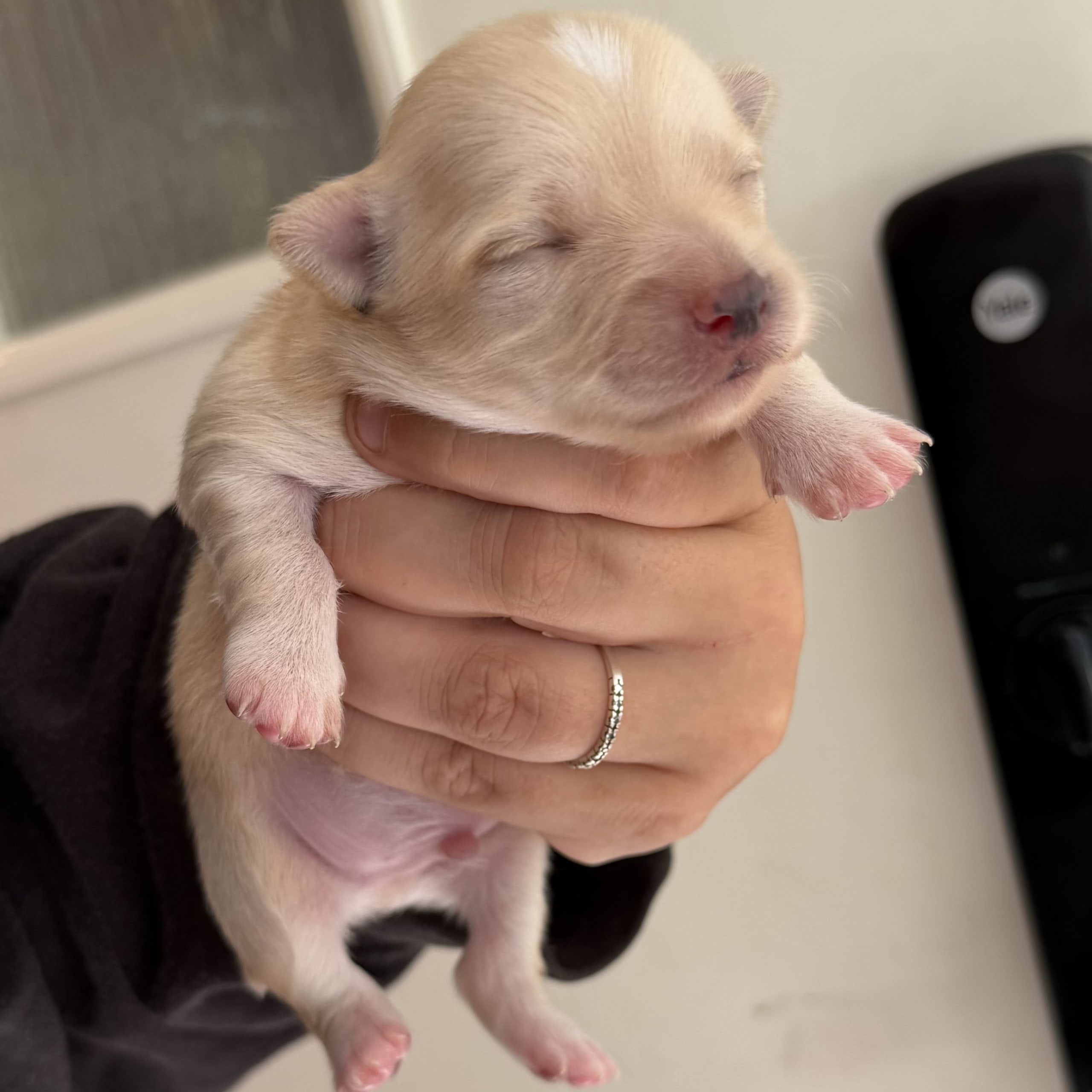 Chihuahua