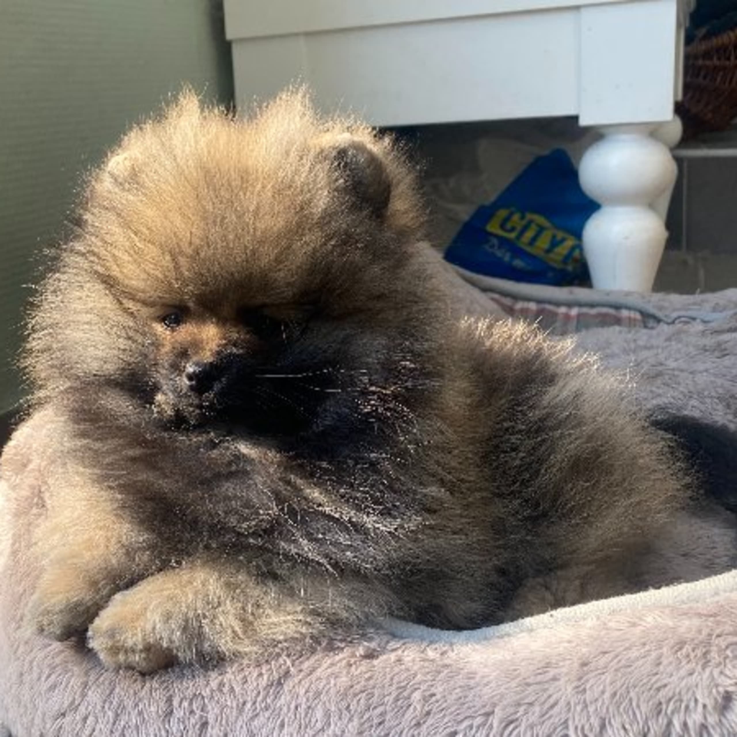 Pomeranian