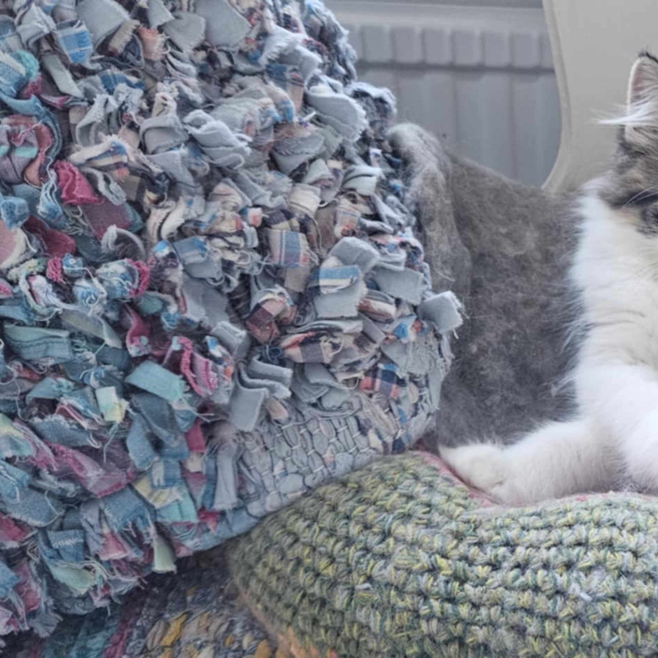 Maine Coon