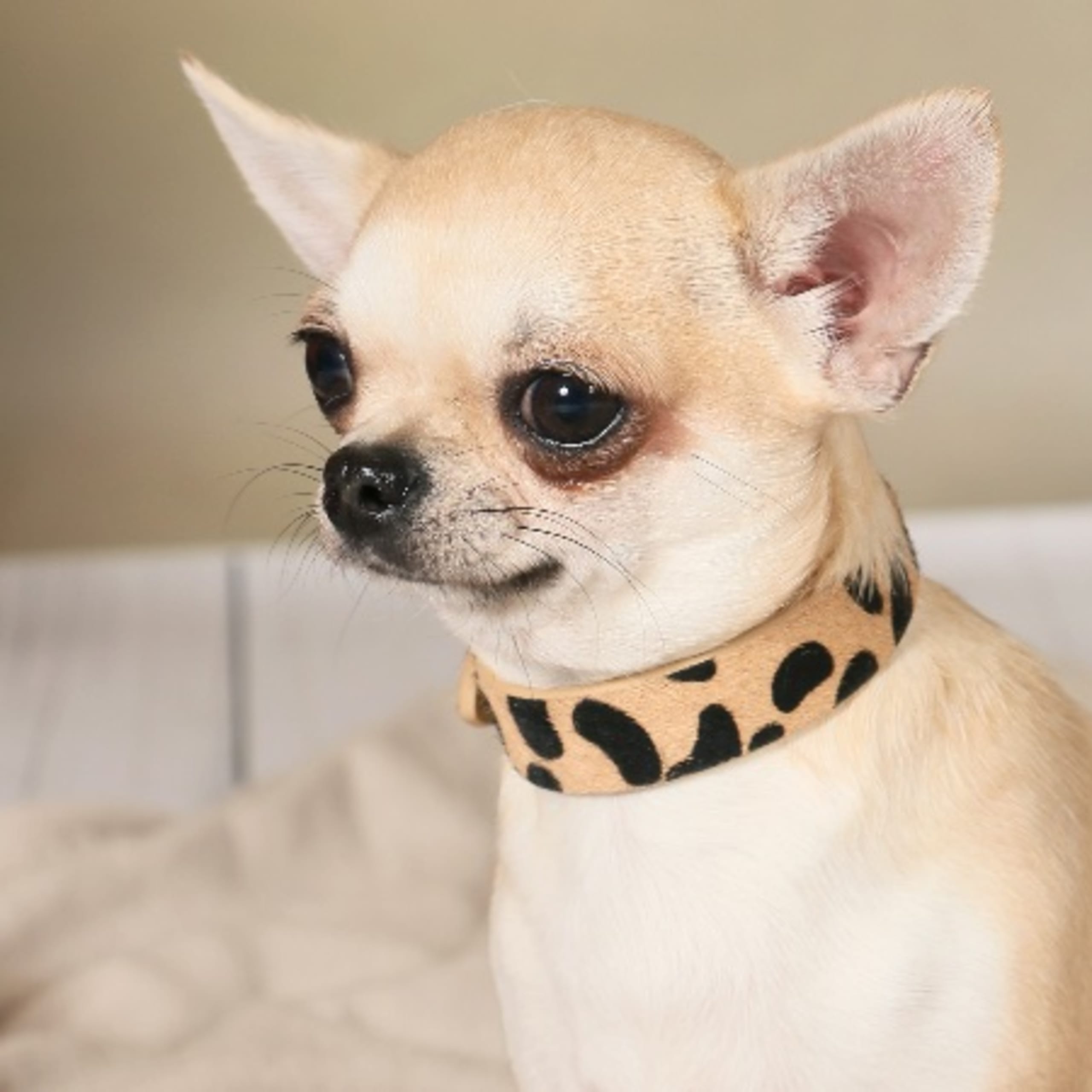 Chihuahua