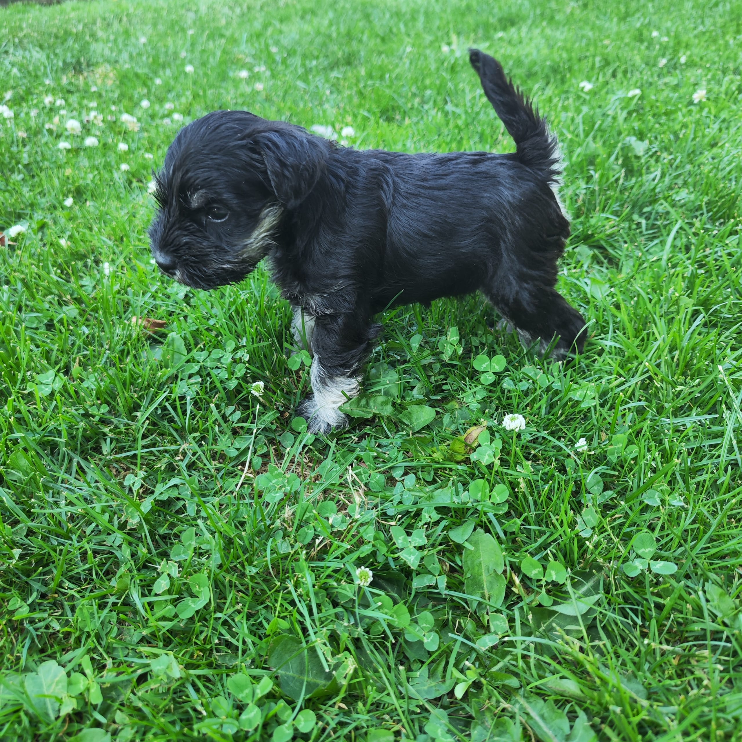 Dvärgschnauzer
