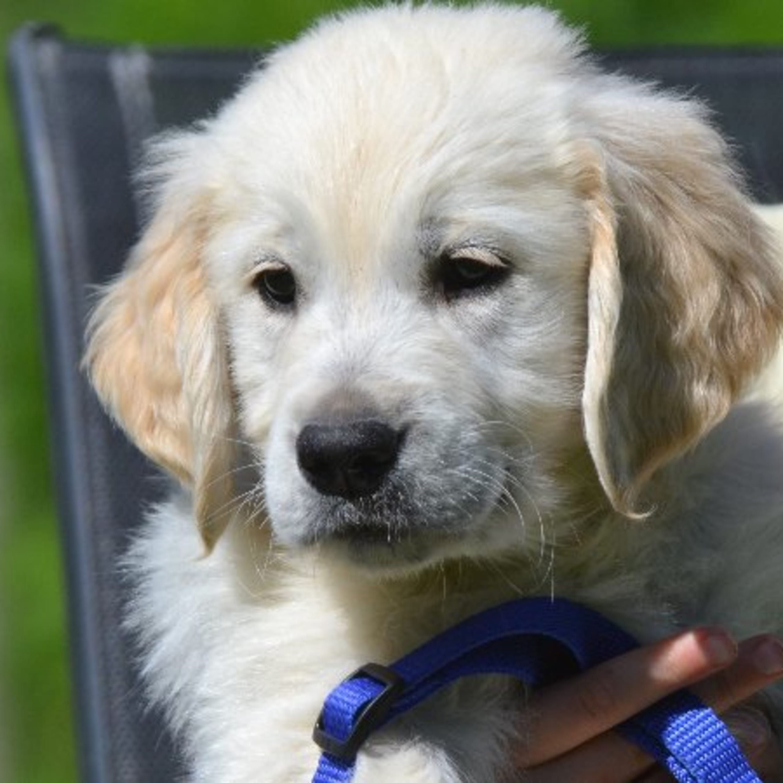 Golden retriever
