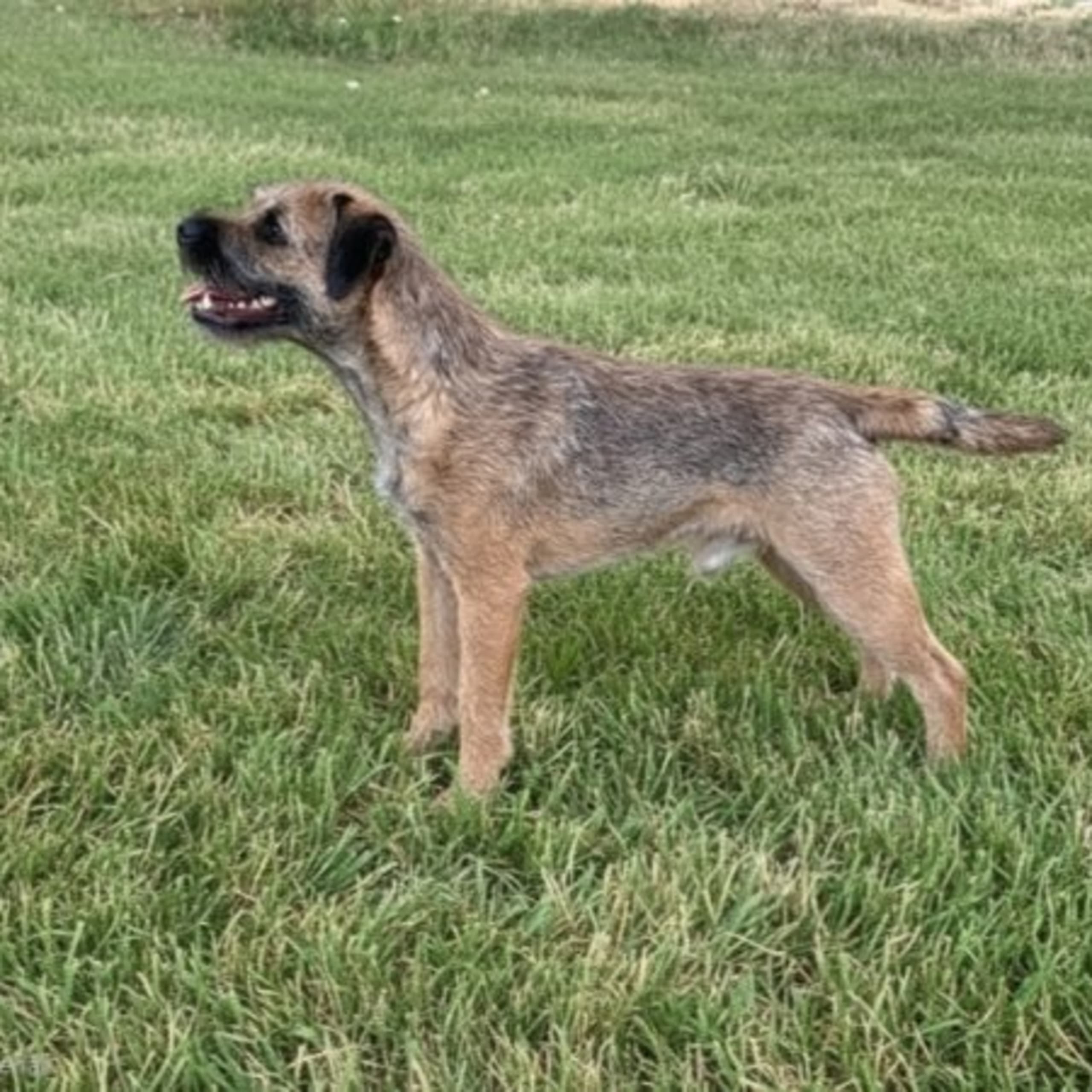 Borderterrier