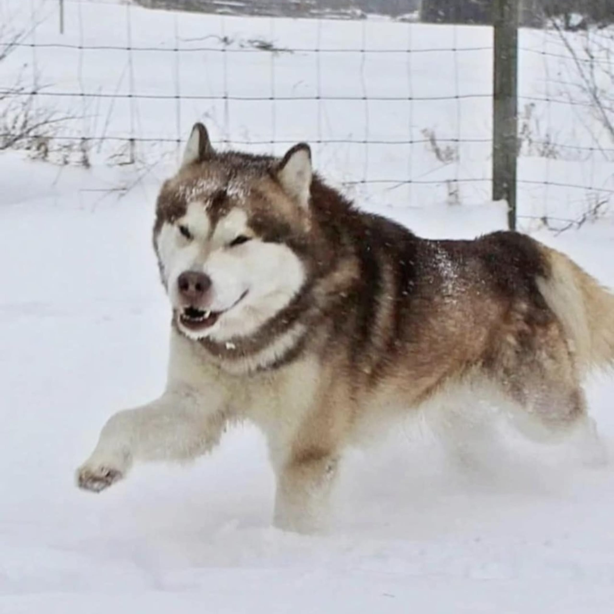Alaskan malamute