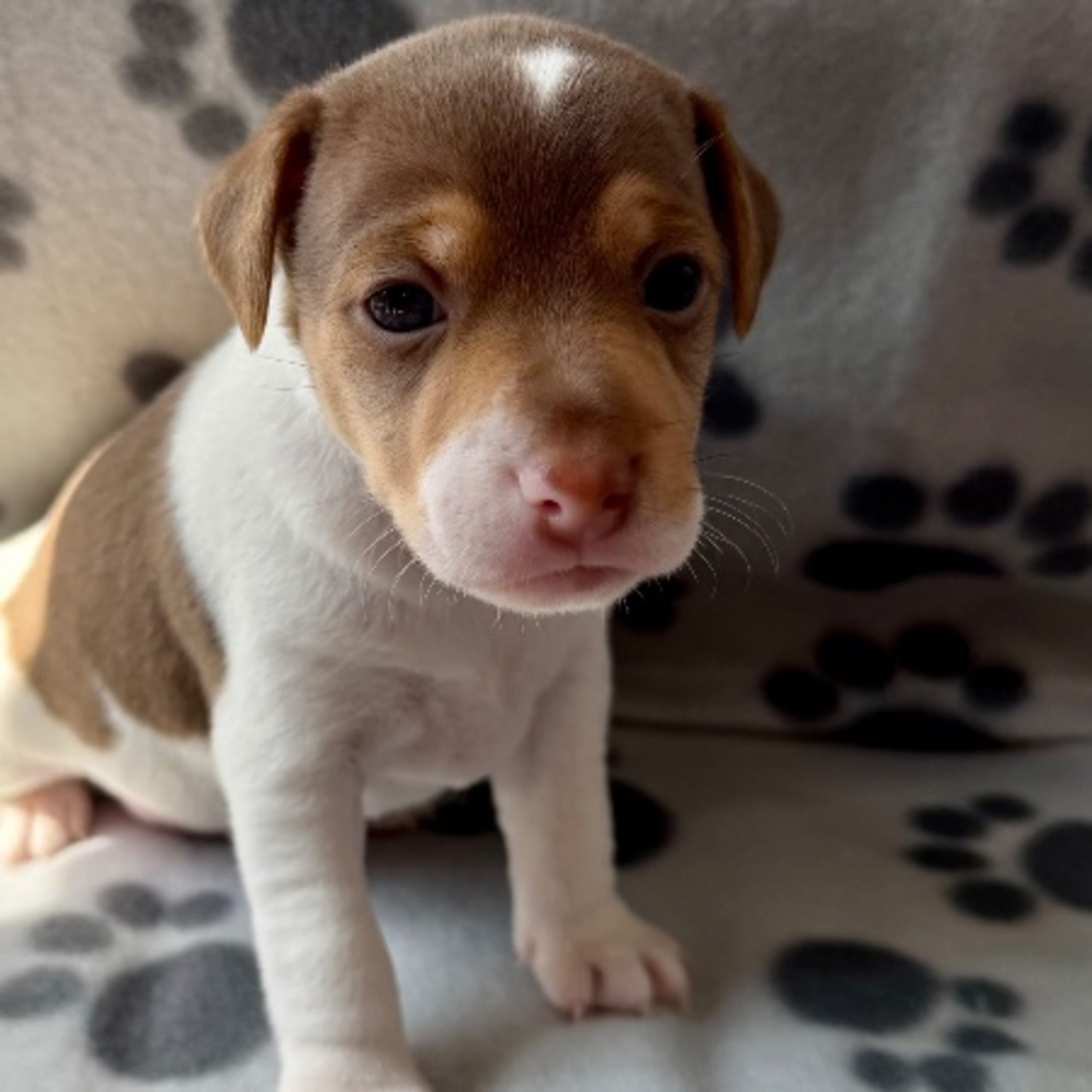 Danish Swedish Farmdog