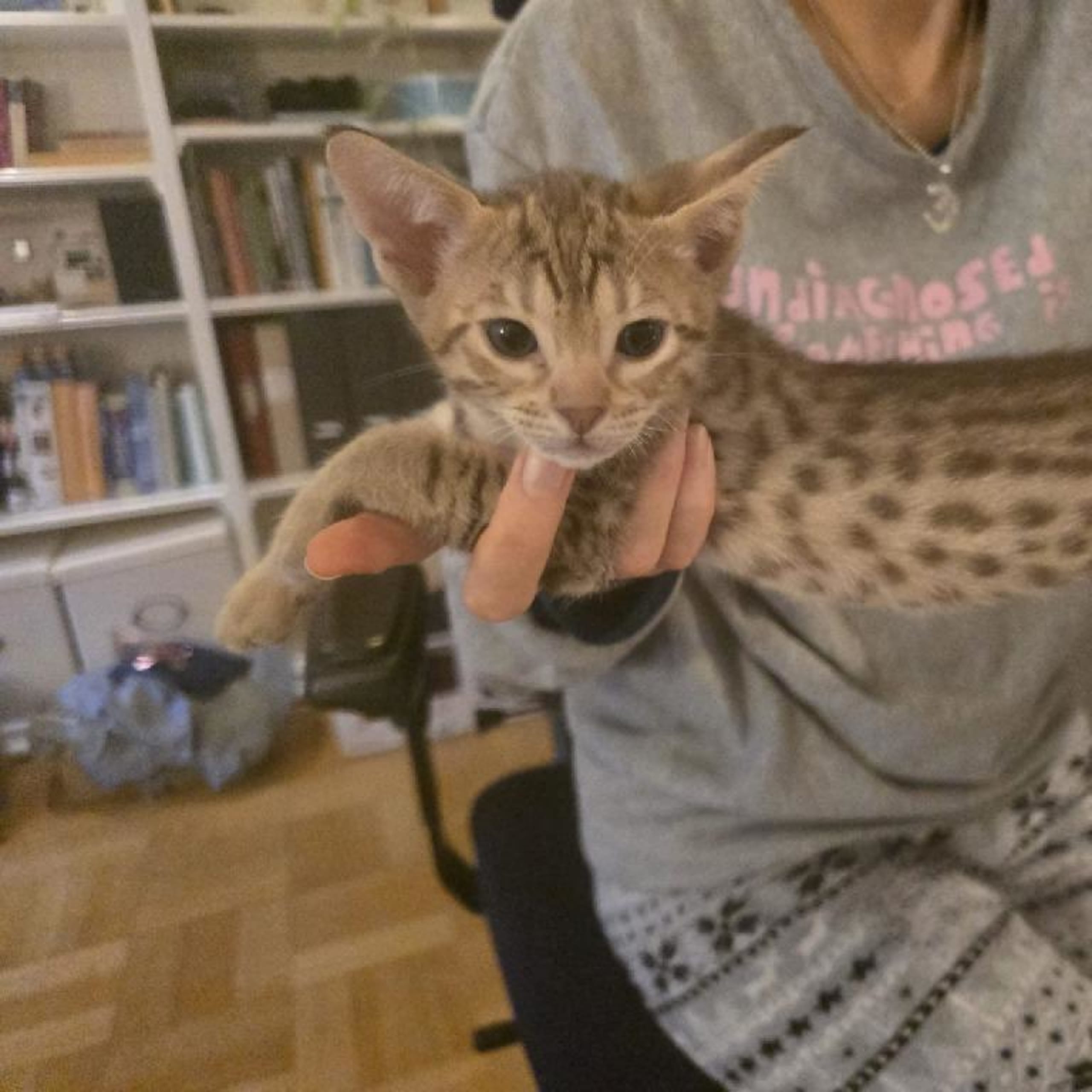 Ocicat