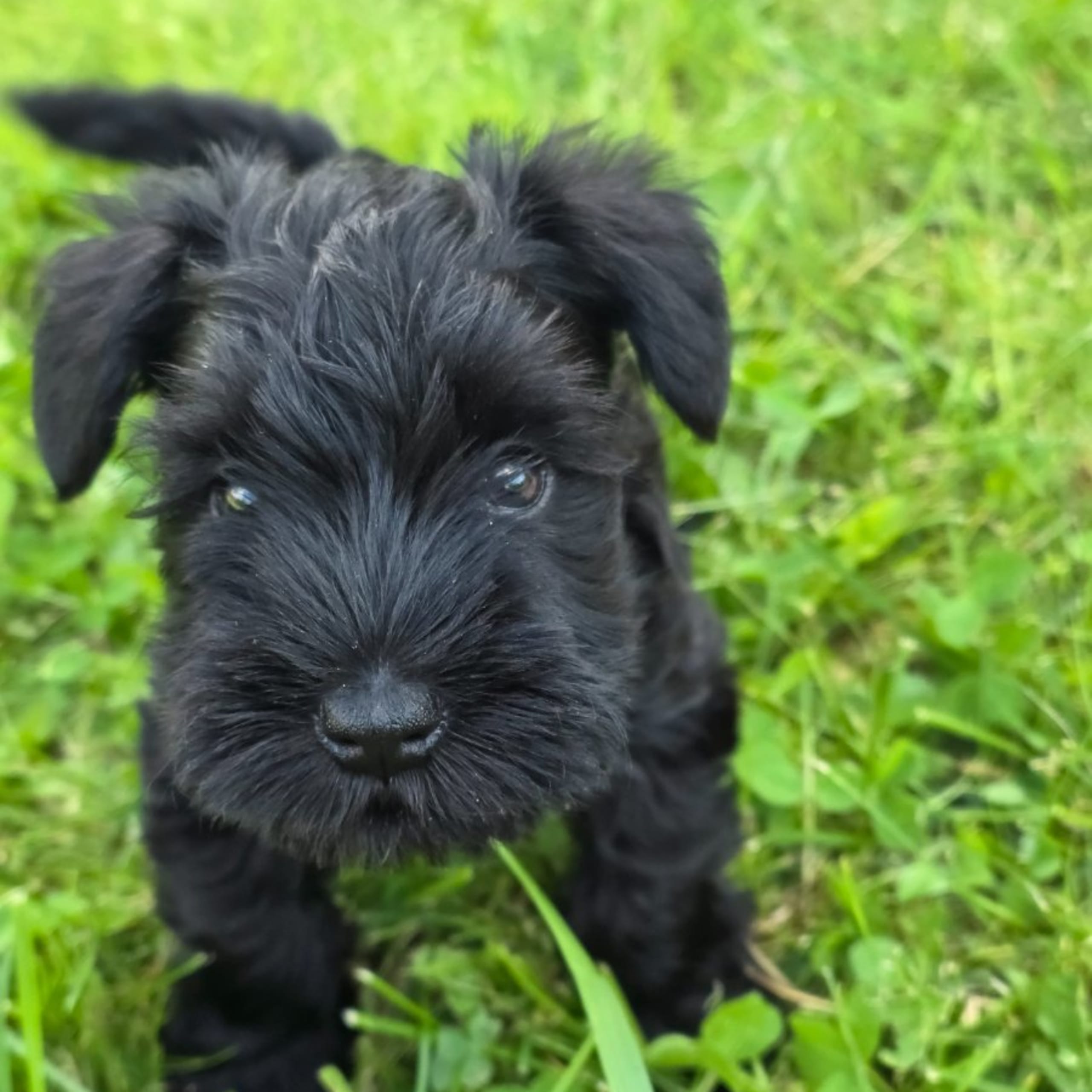 Dvergschnauzer