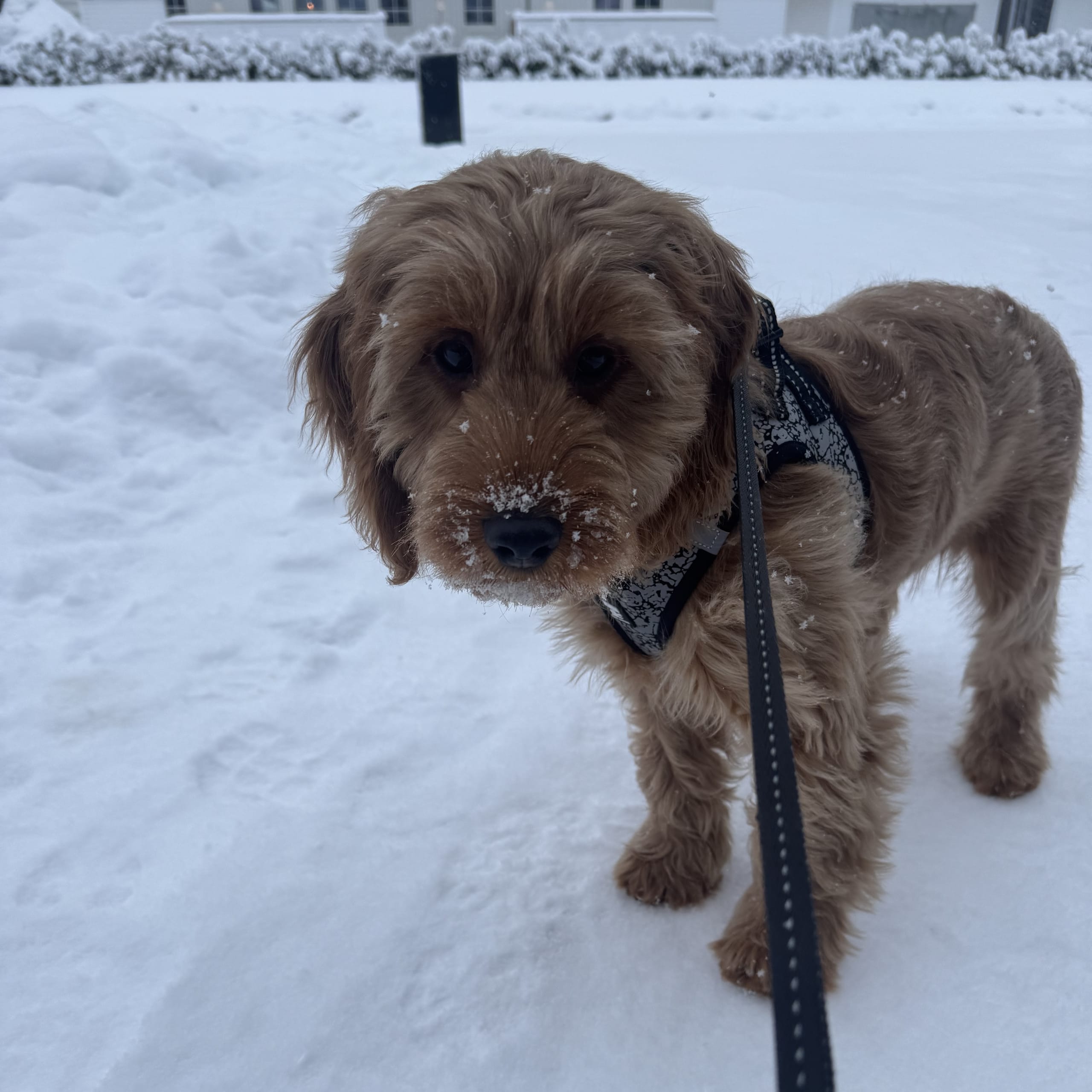 Cockerpoo