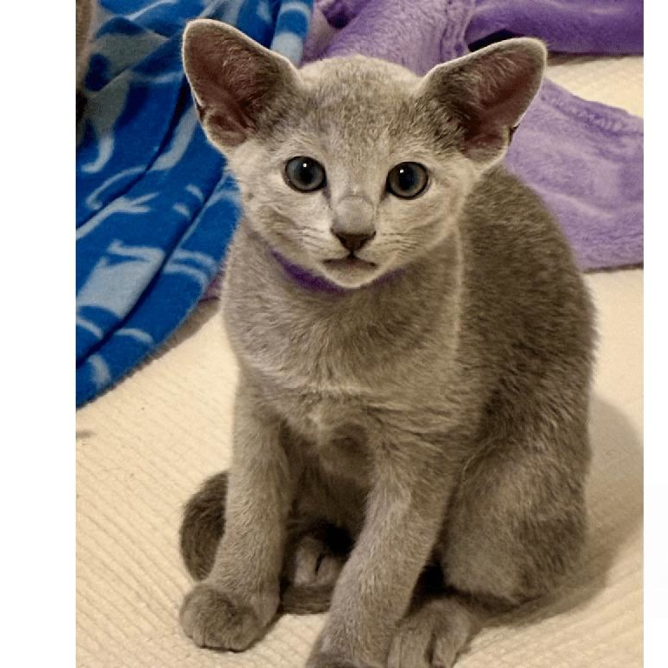 Russian Blue